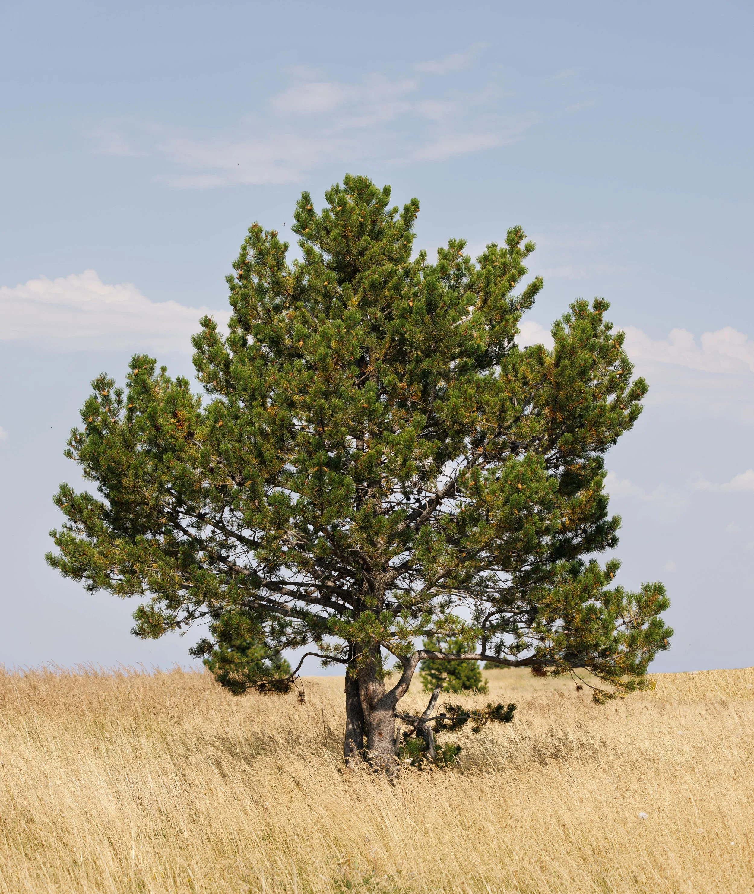South Alberta - 2024.jpg