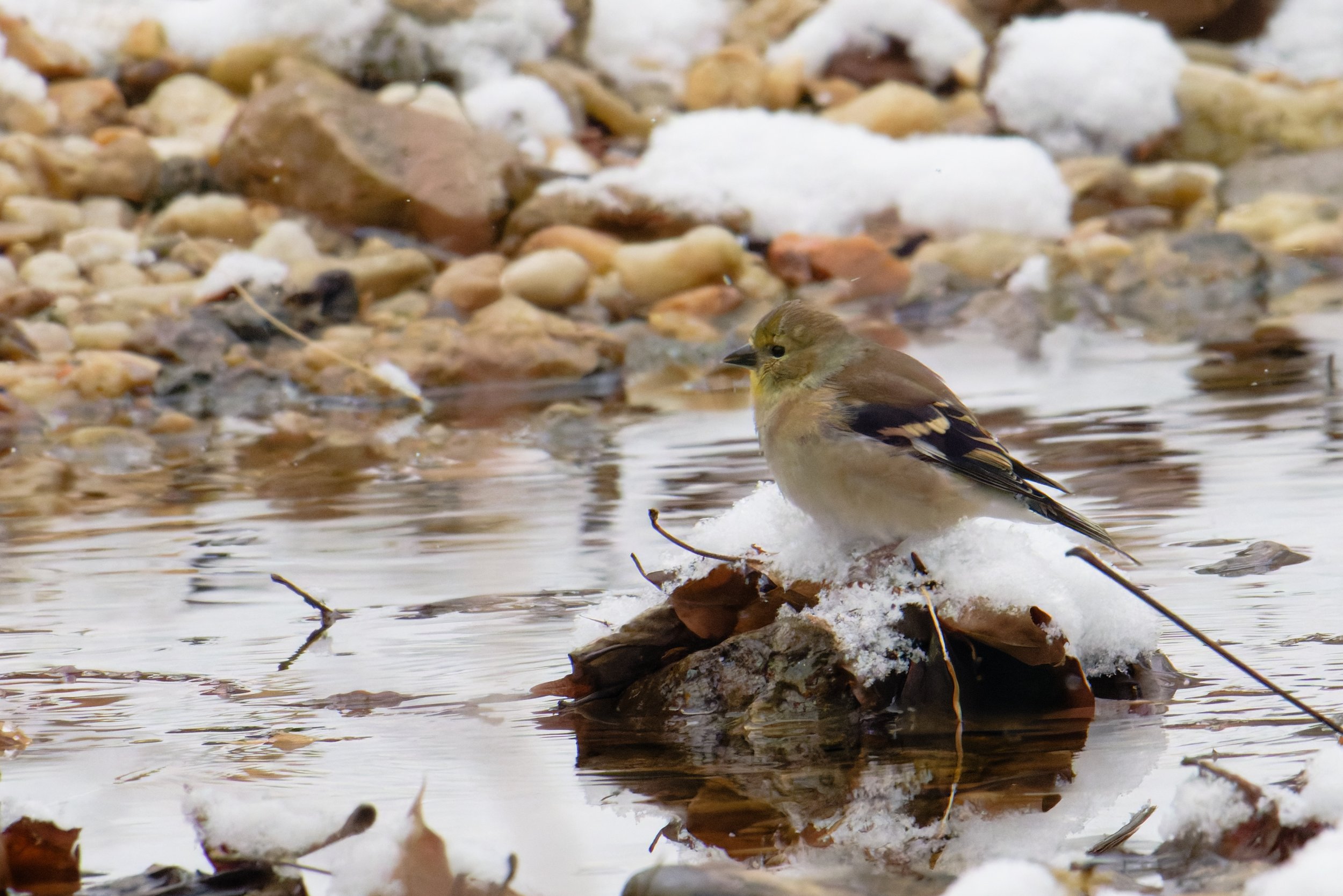 american goldfinch