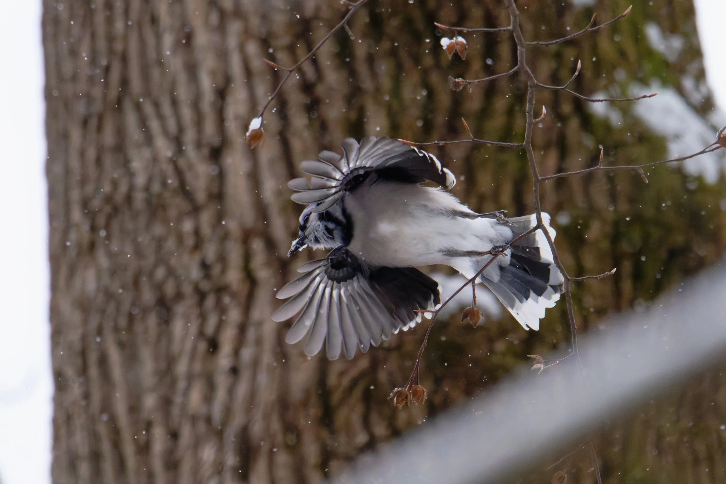 blue jay