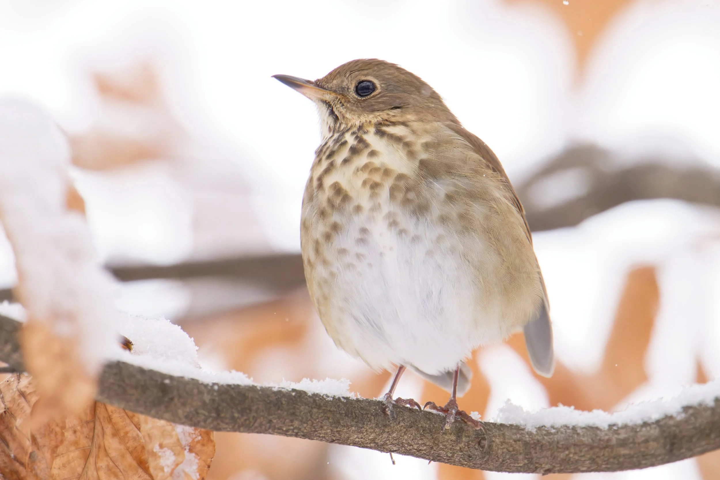 hermit thrush