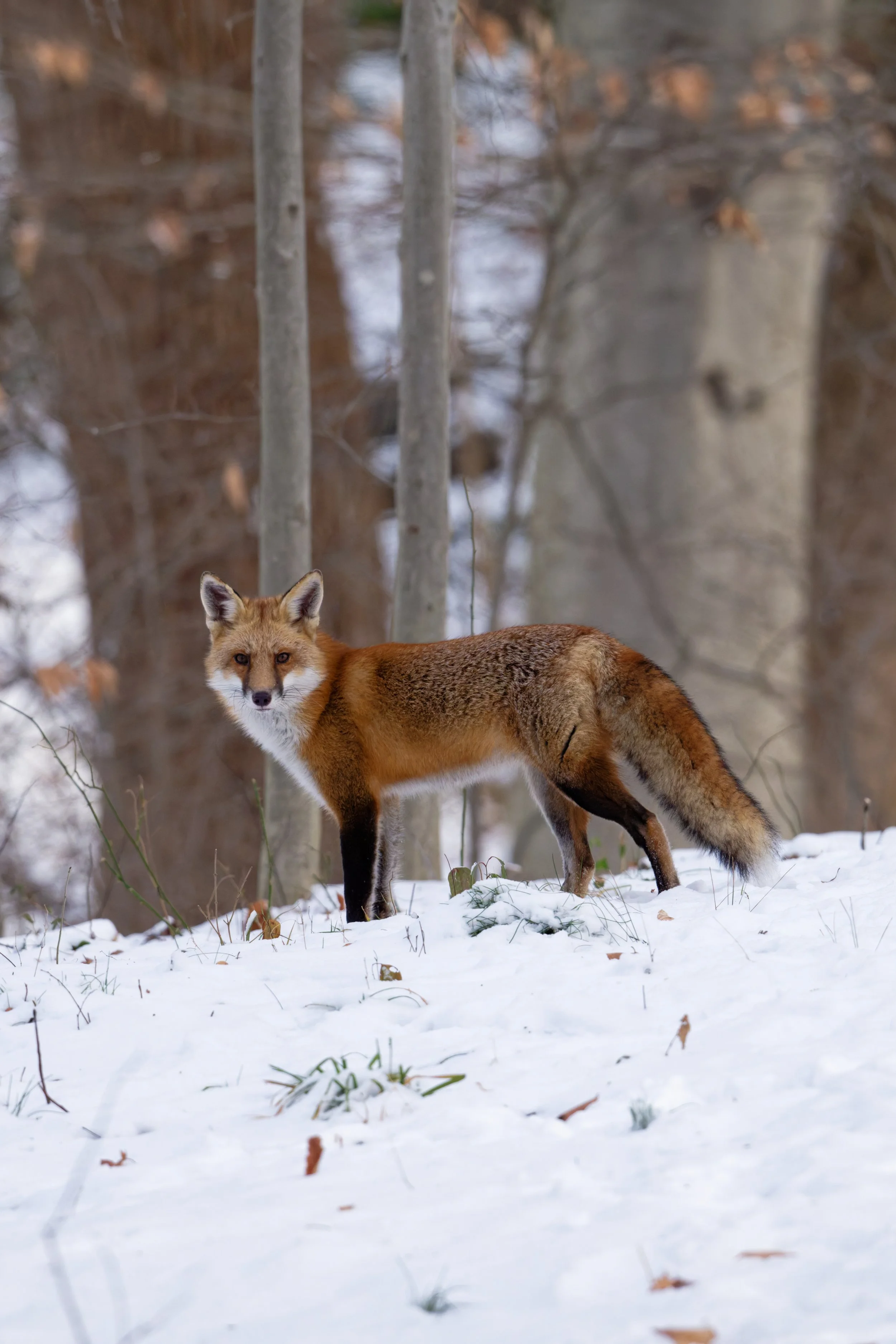 DSC_4477_DxO.jpg