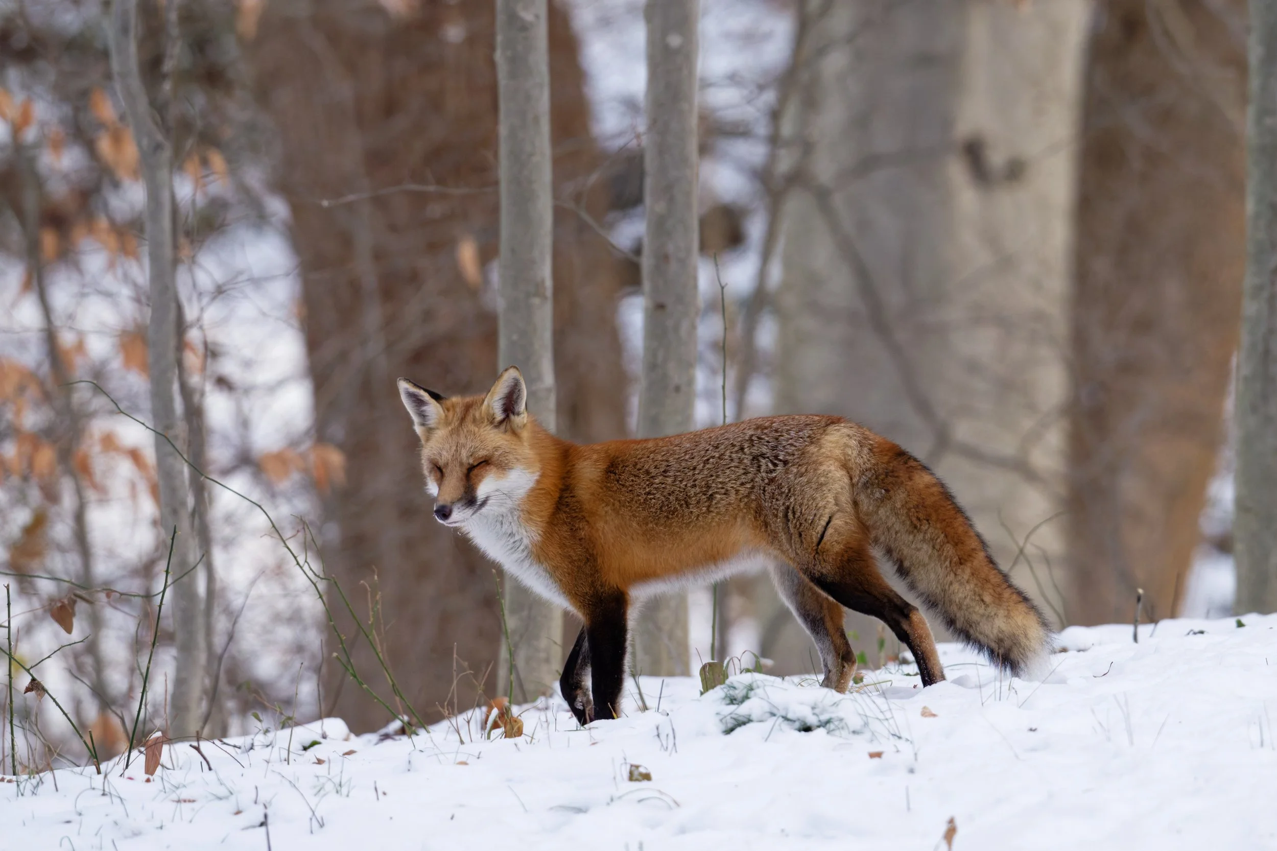 a fox in the woods in winter with snow on the ground