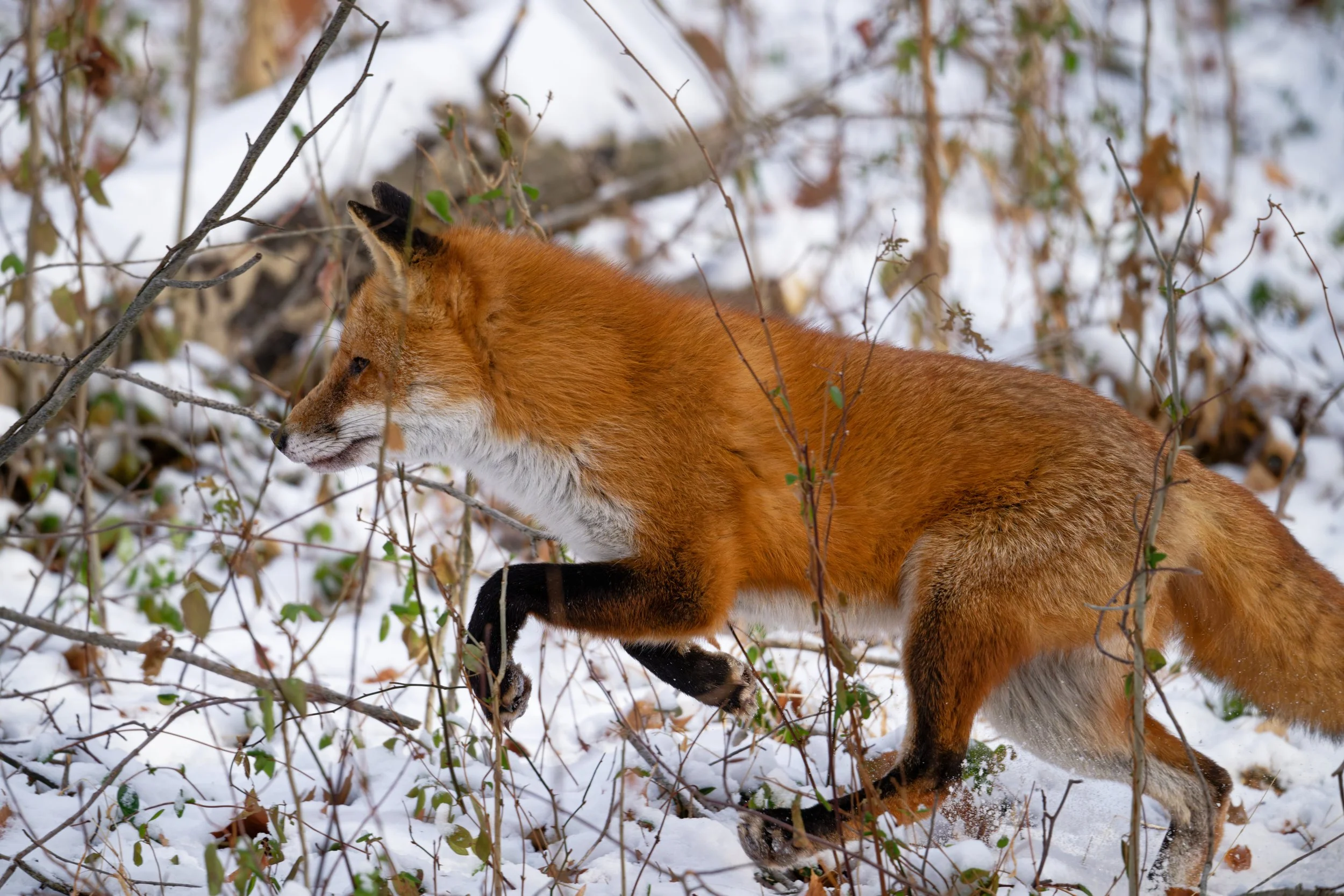 DSC_4646_DxO.jpg