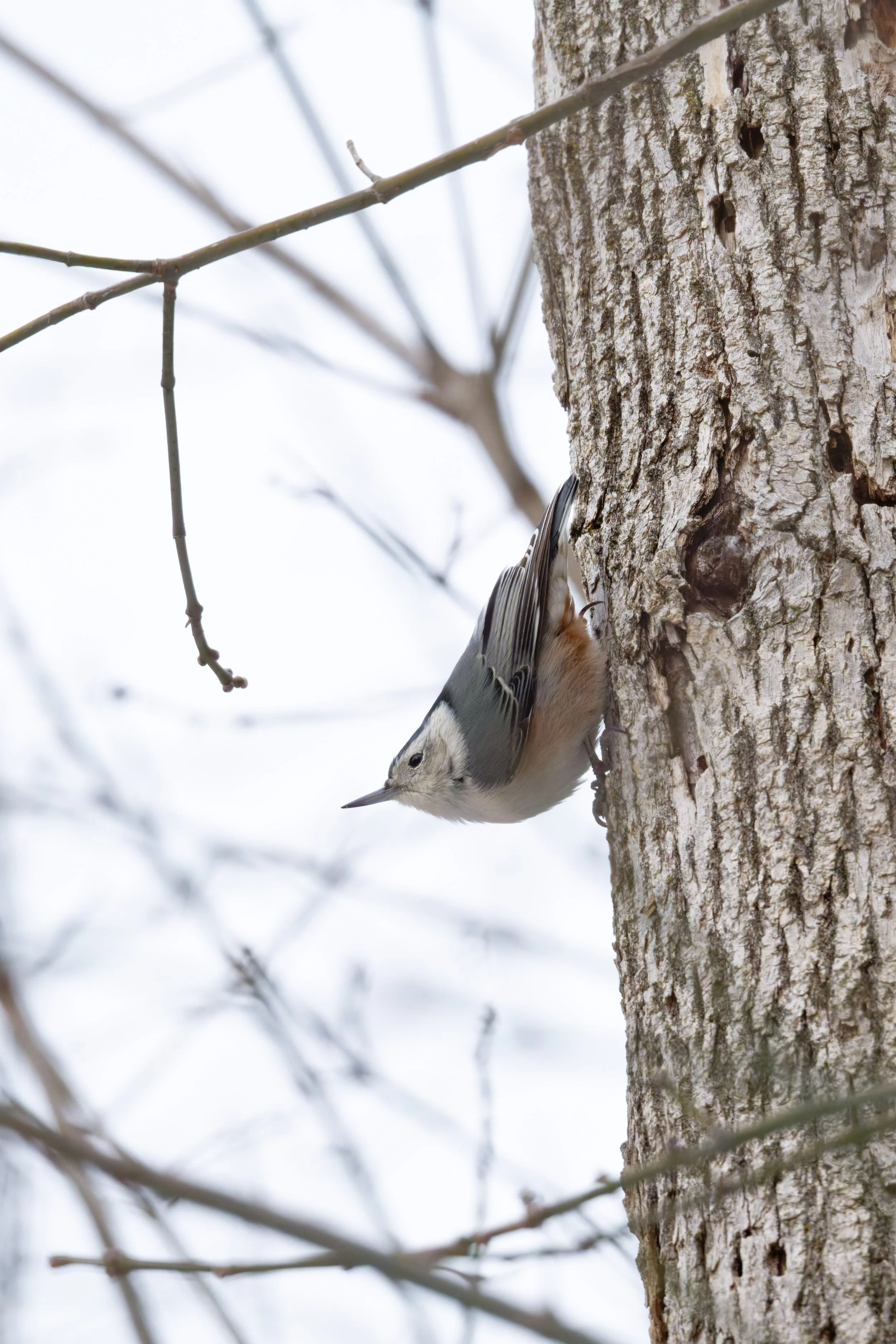DSC_5103_DxO.jpg