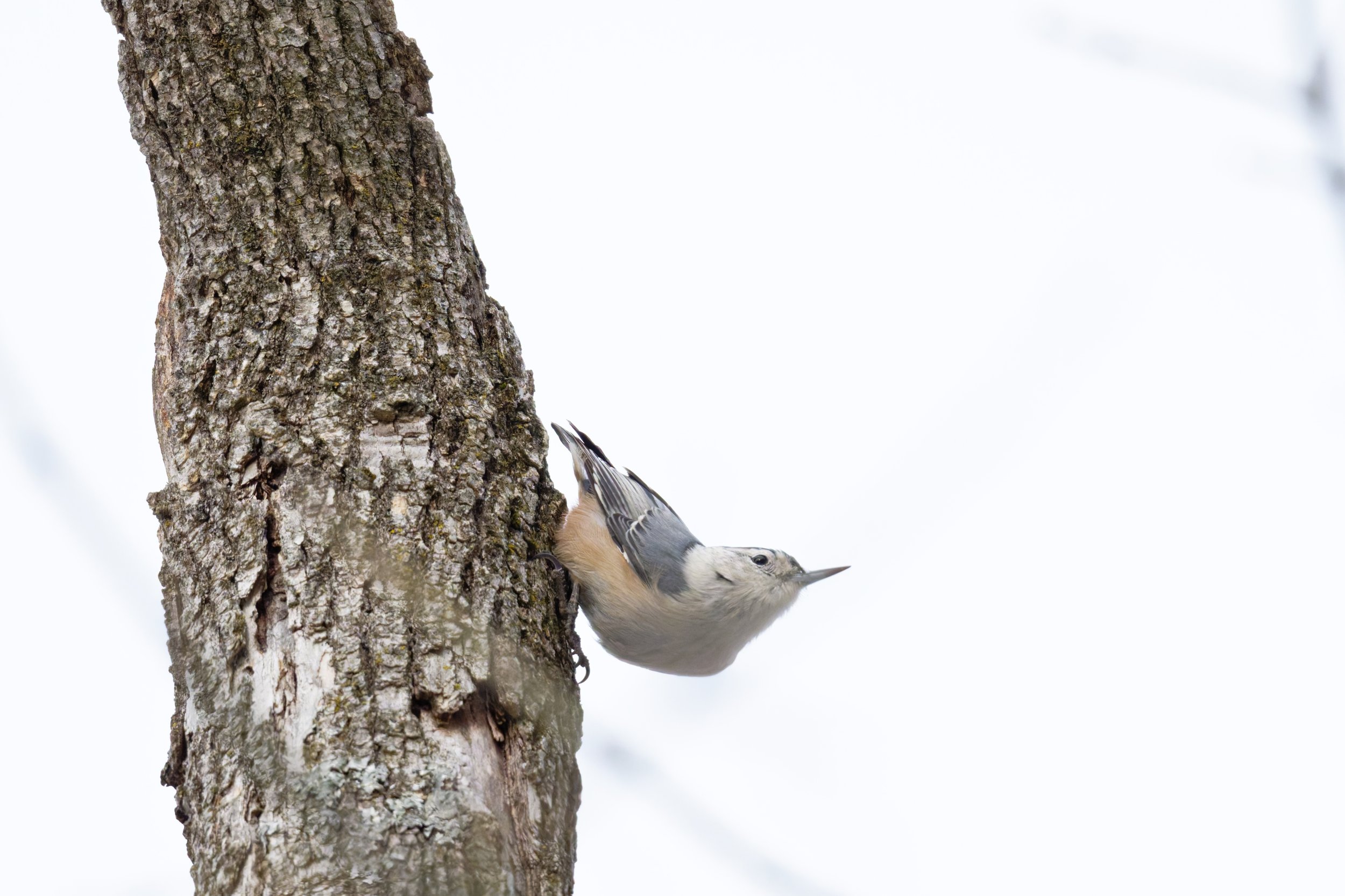 DSC_5198_DxO.jpg