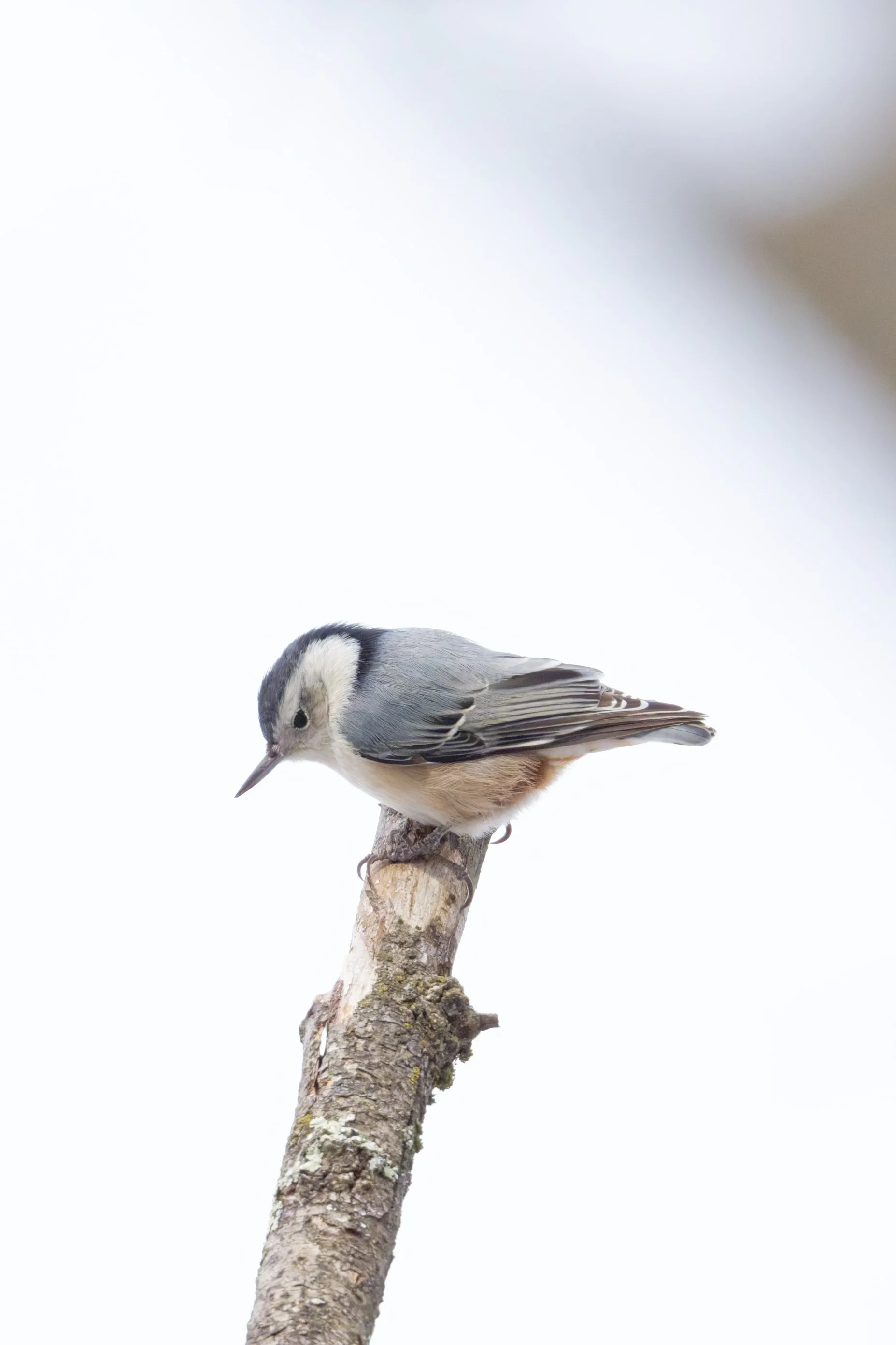 DSC_5295_DxO.jpg