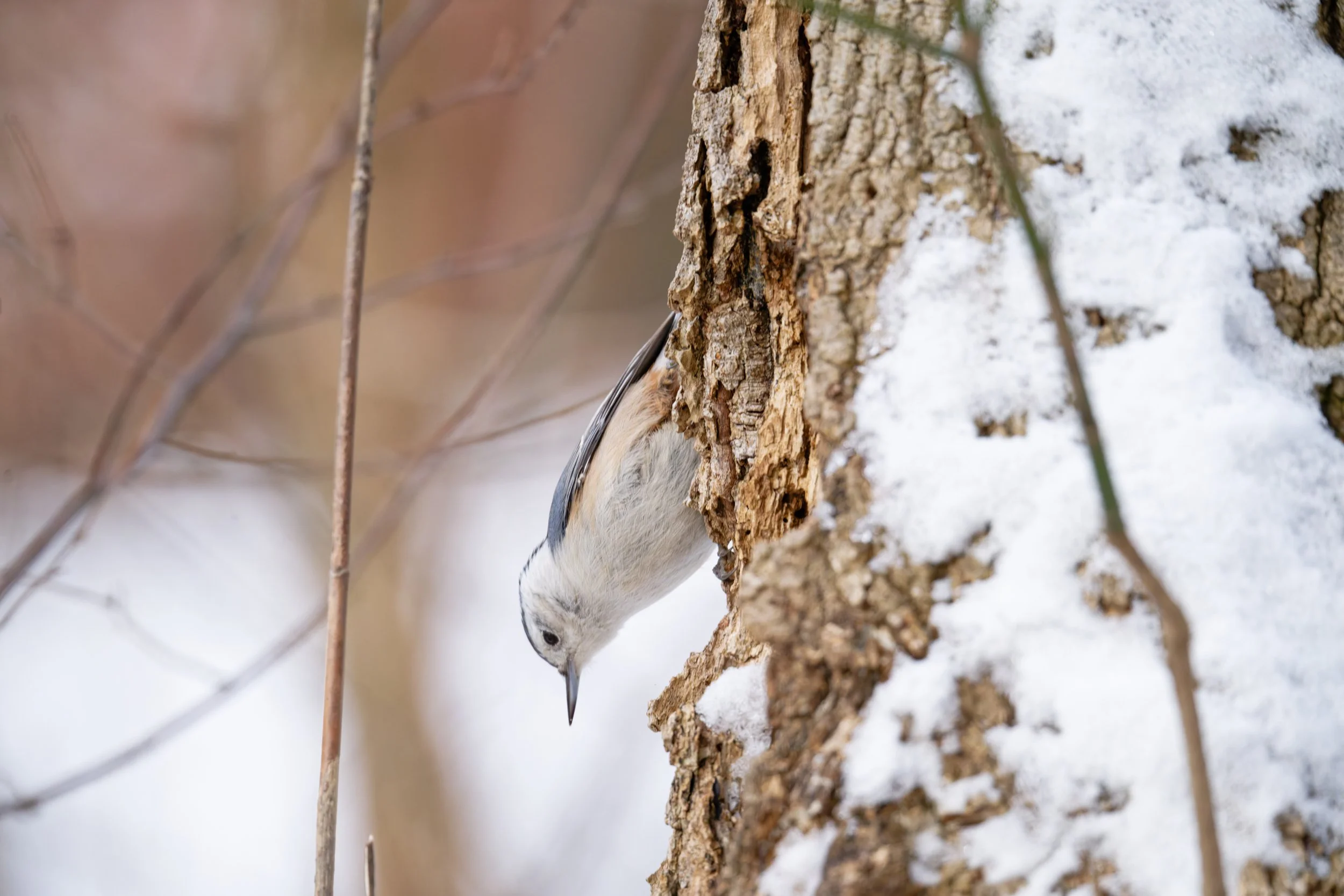 DSC_5003_DxO.jpg