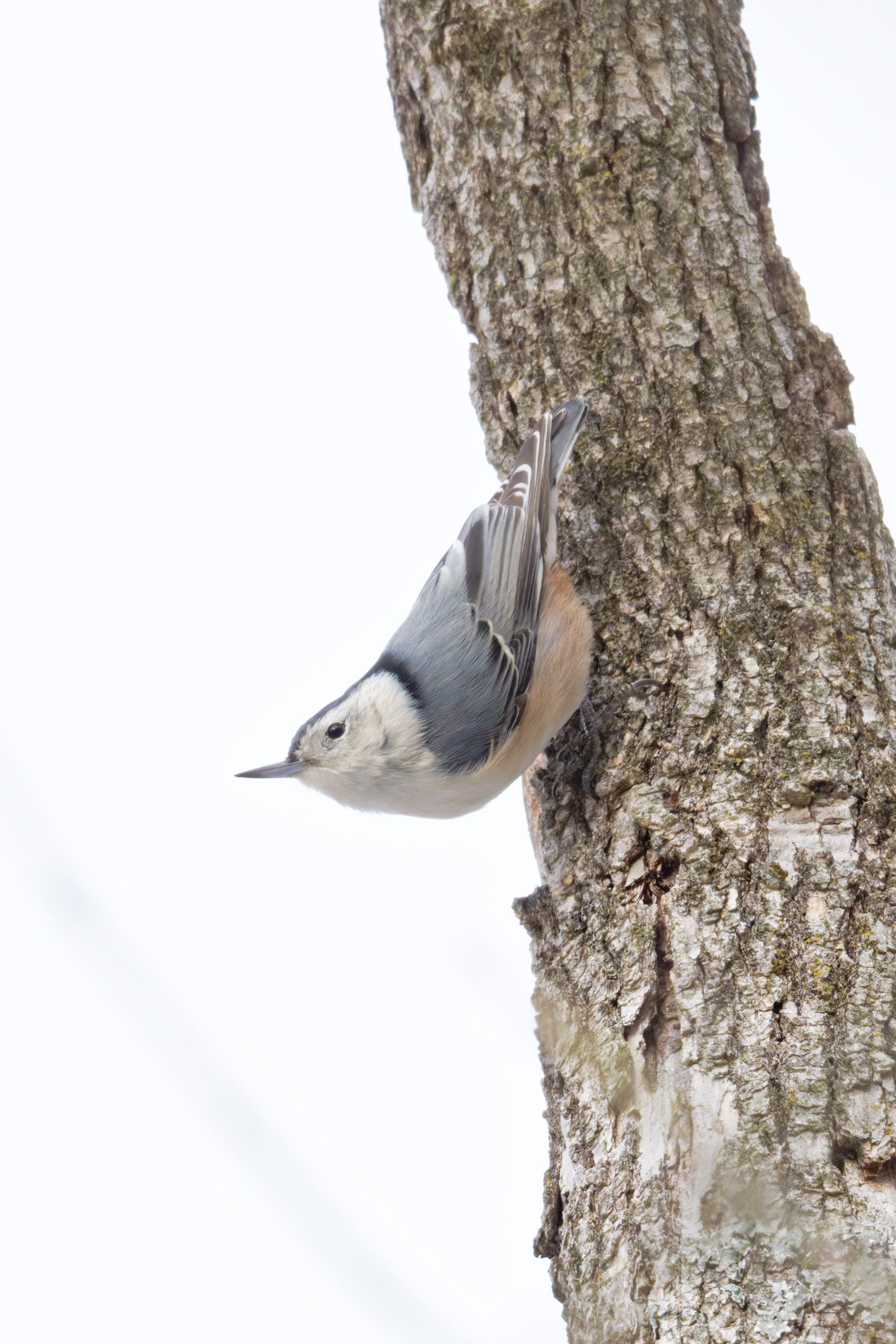 DSC_5318_DxO.jpg