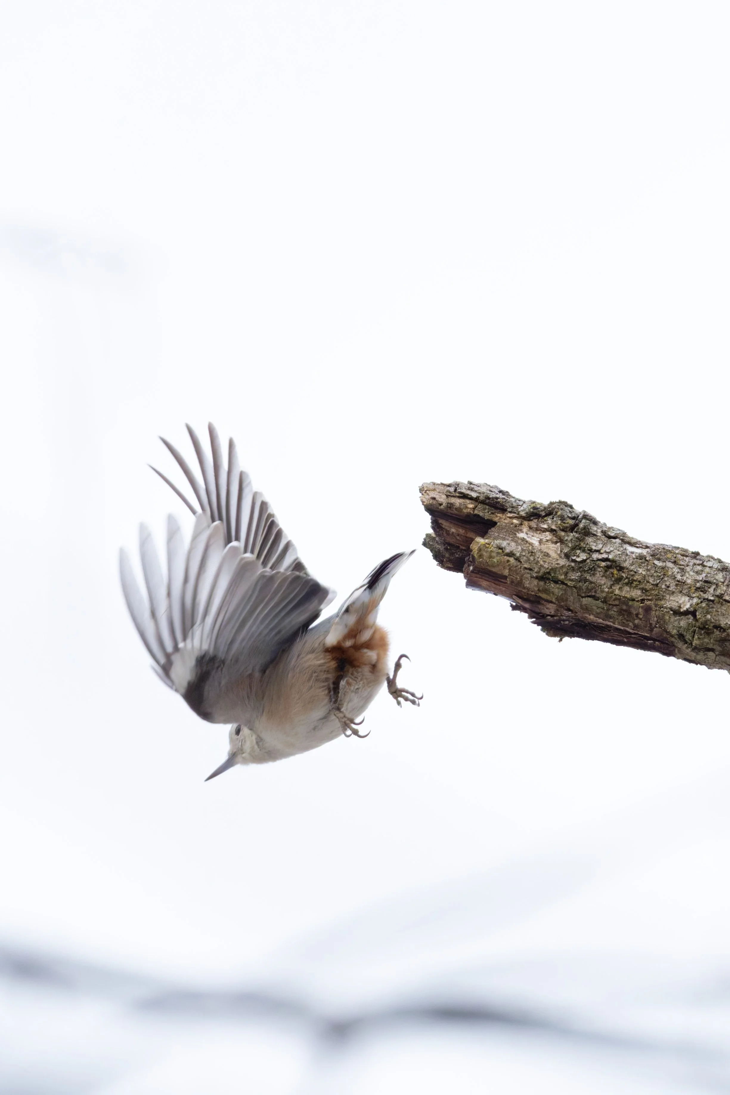 DSC_5351_DxO.jpg