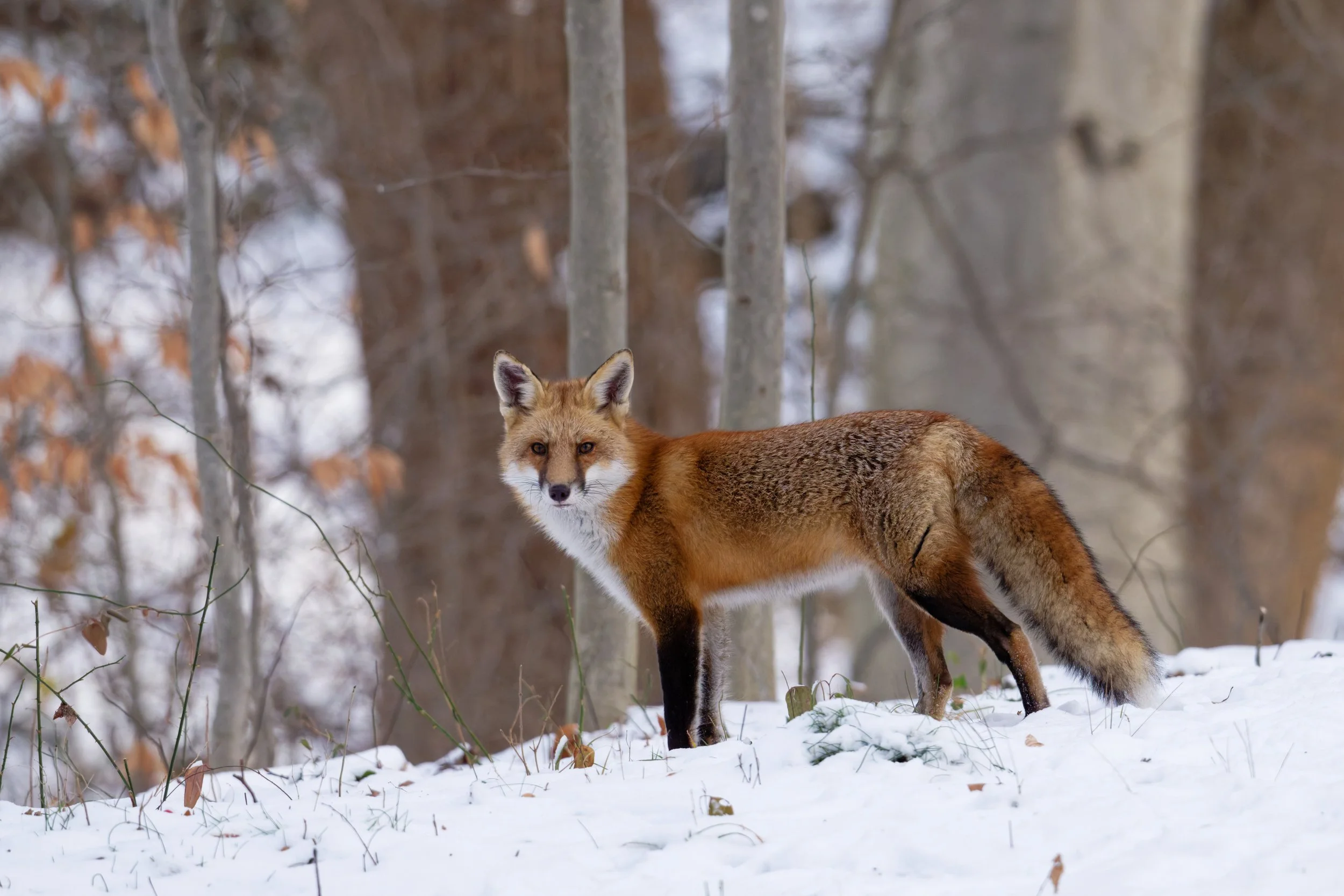 DSC_4486_DxO.jpg
