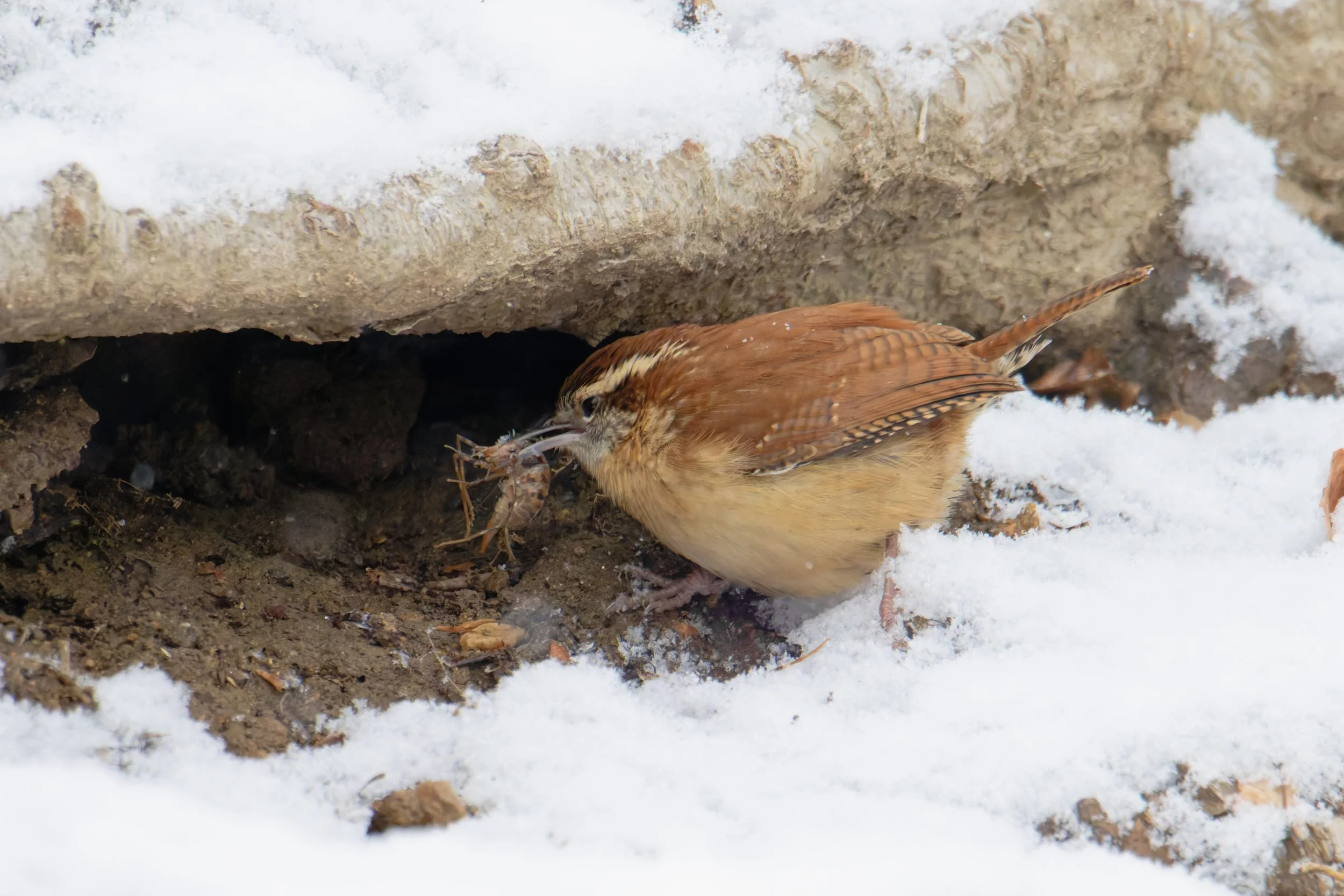 carolina wren, eating a camel cricket