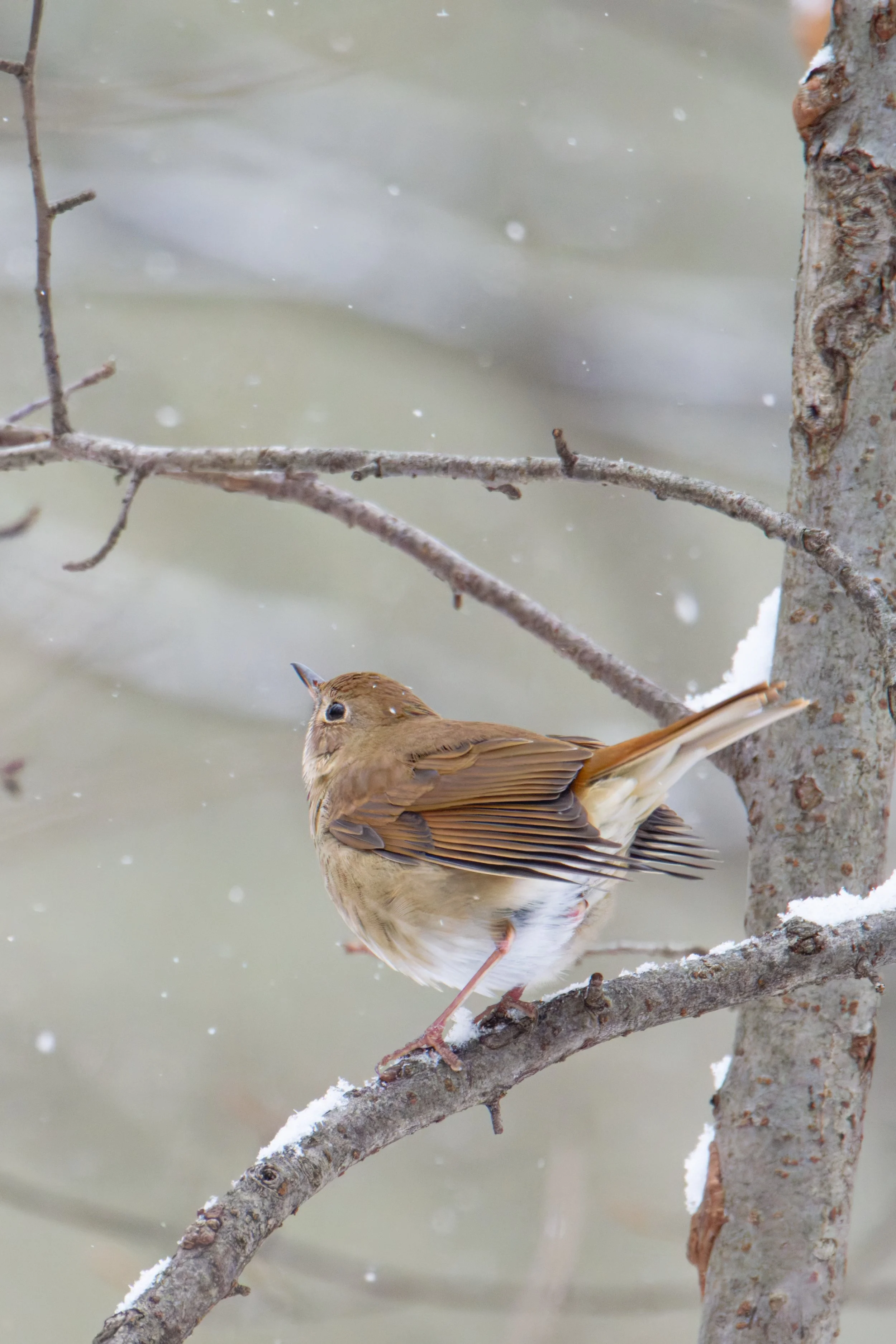 hermit thrush