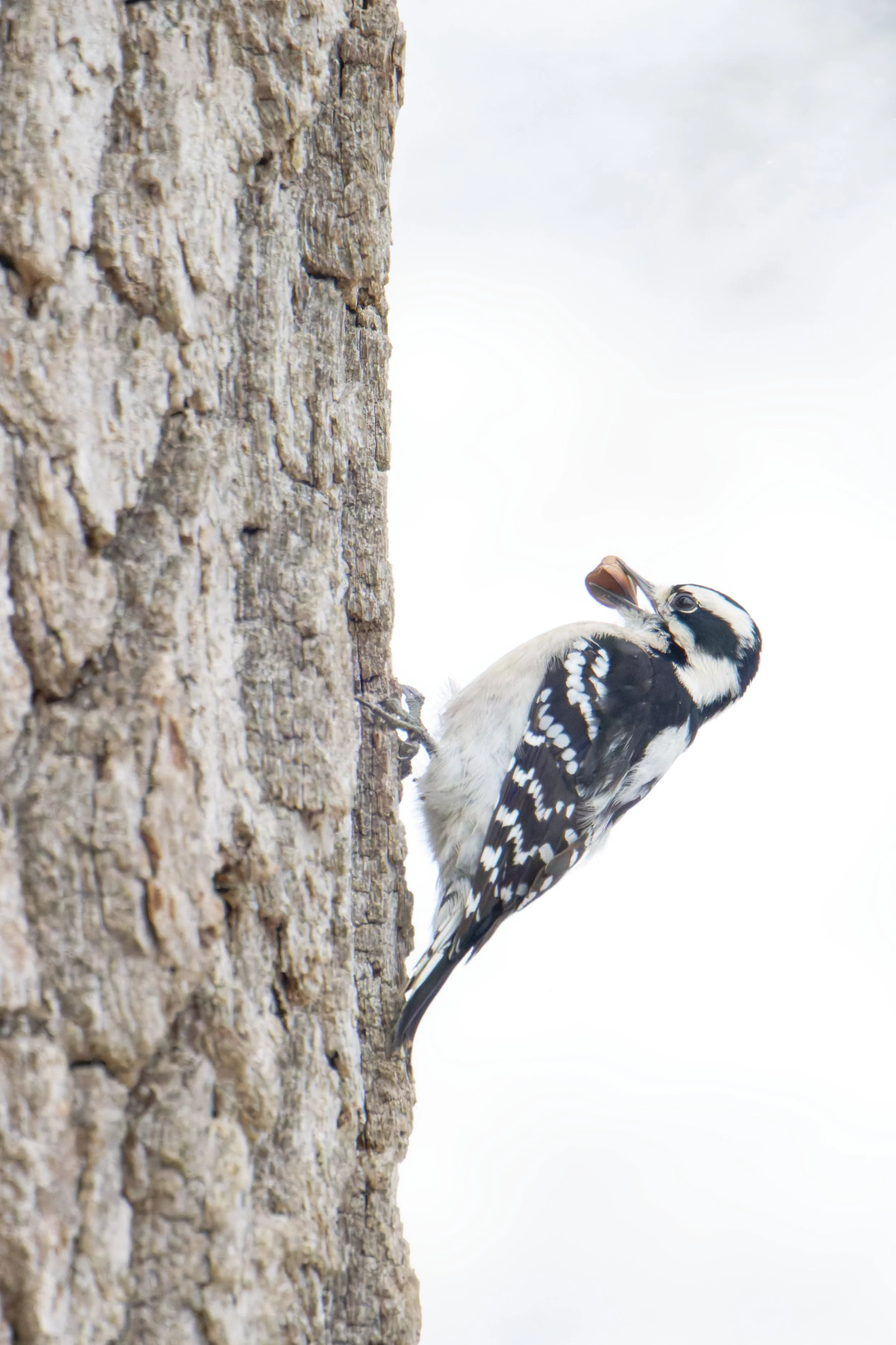 downy woodpecker