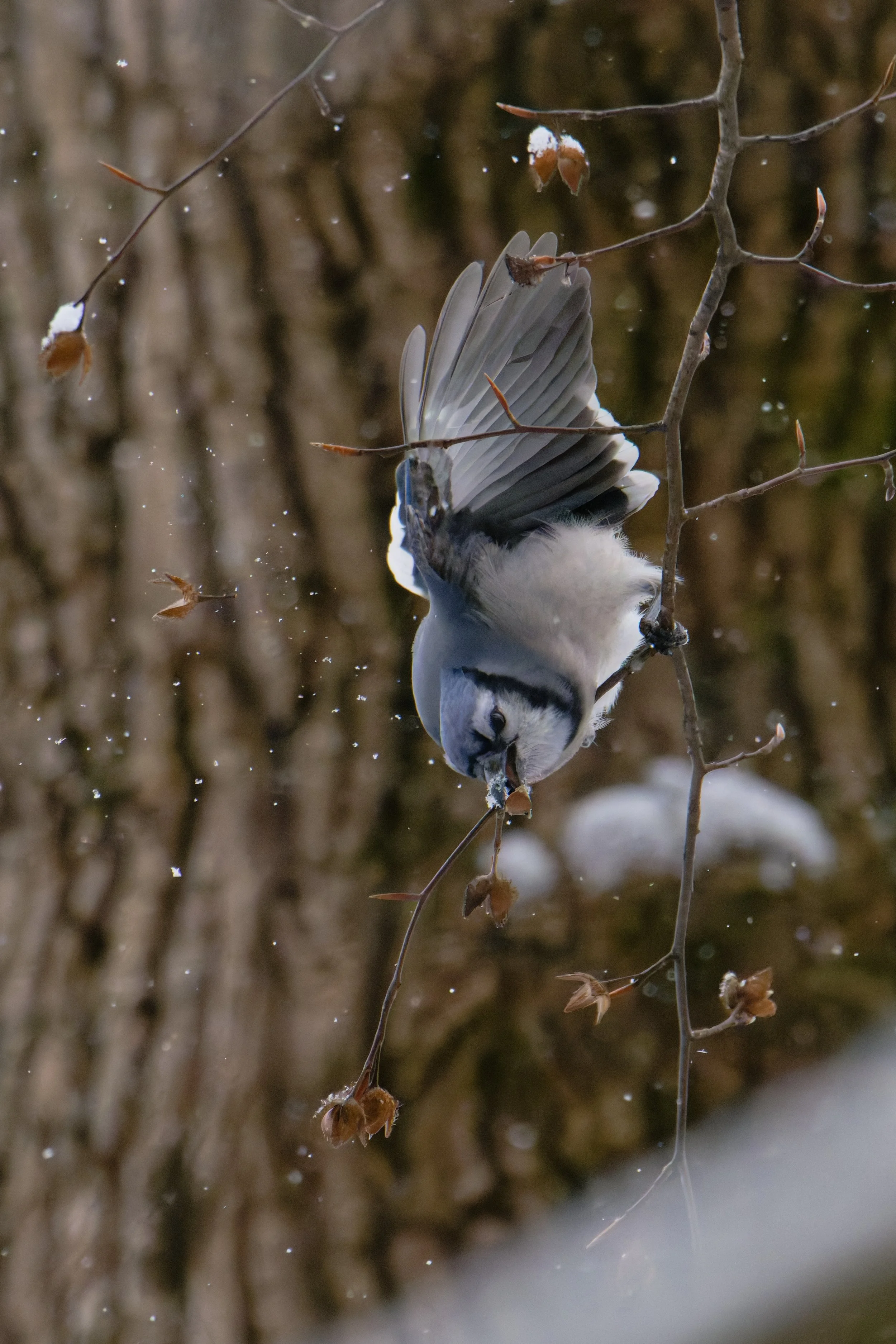 blue jay