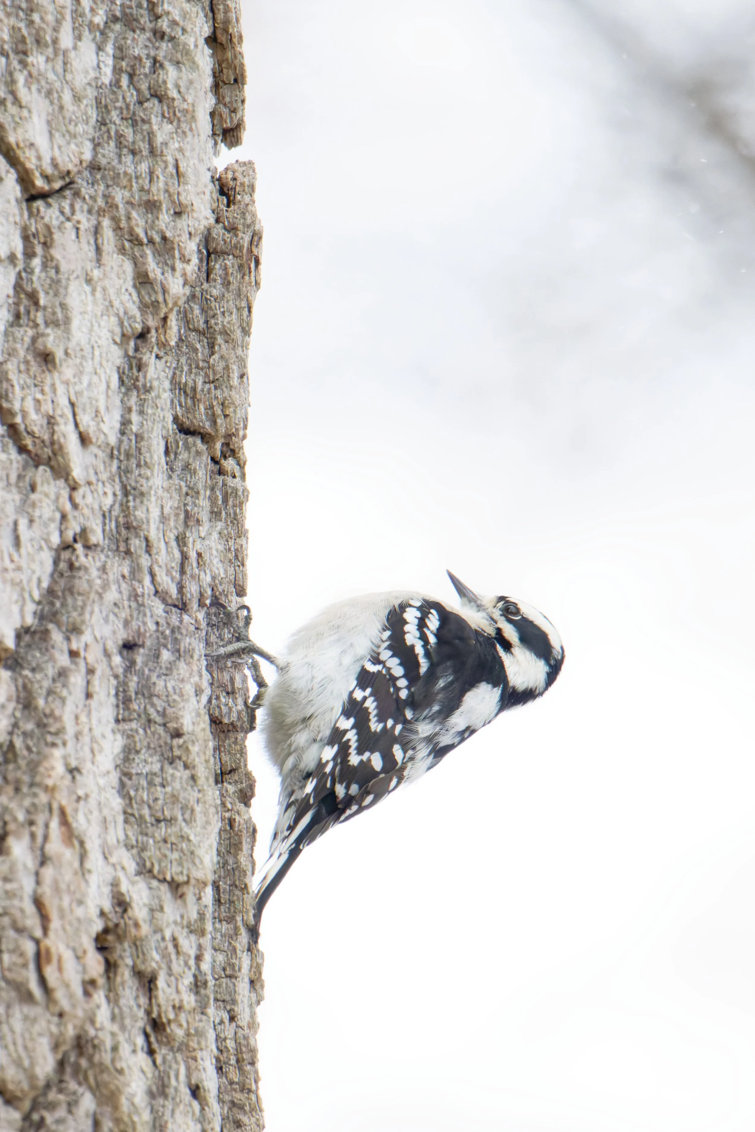 downy woodpecker