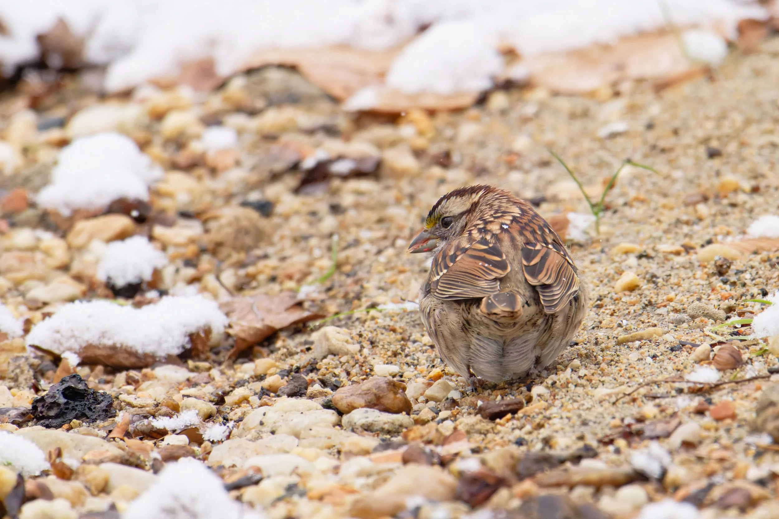 white-throated sparrow