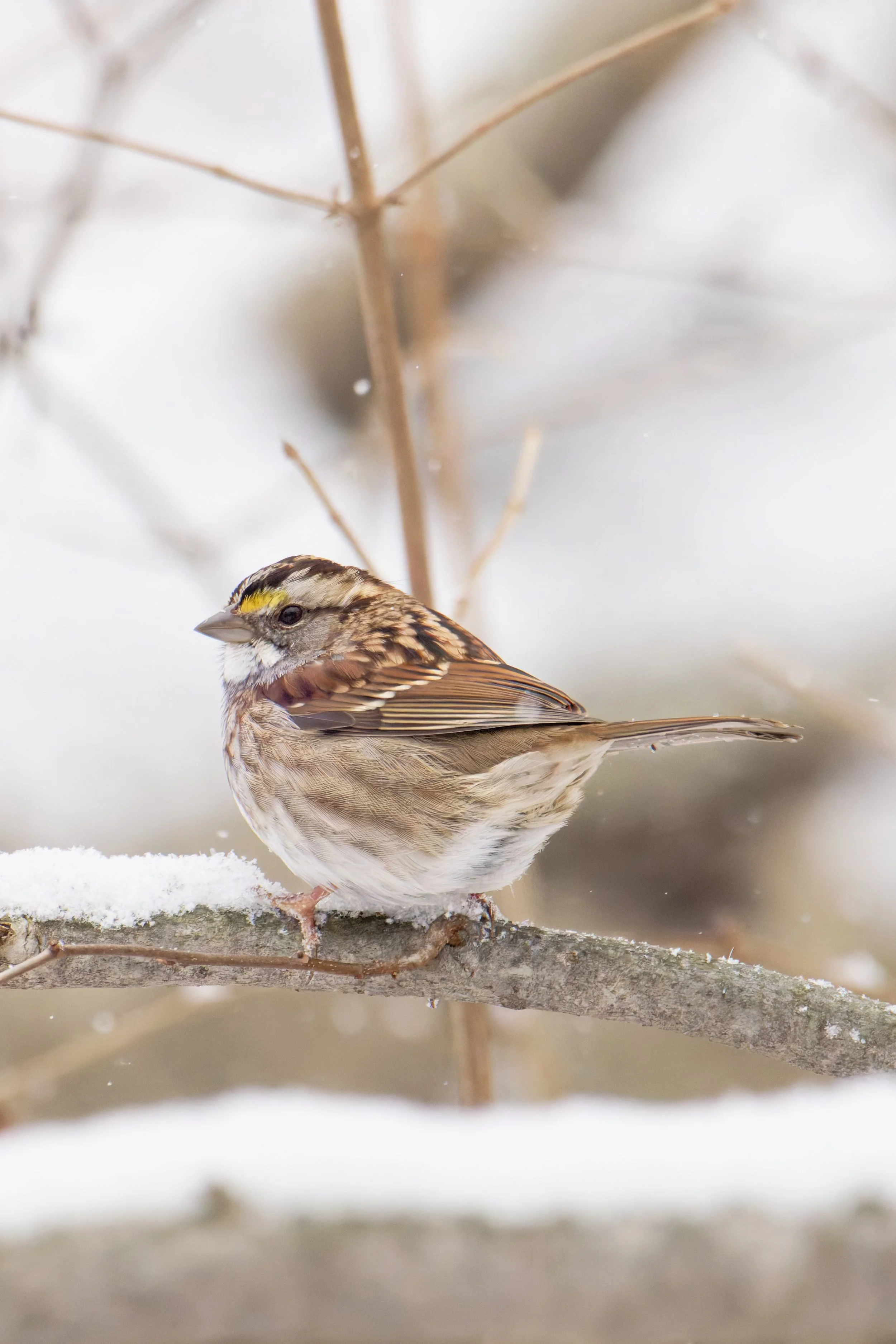 white-throated sparrow