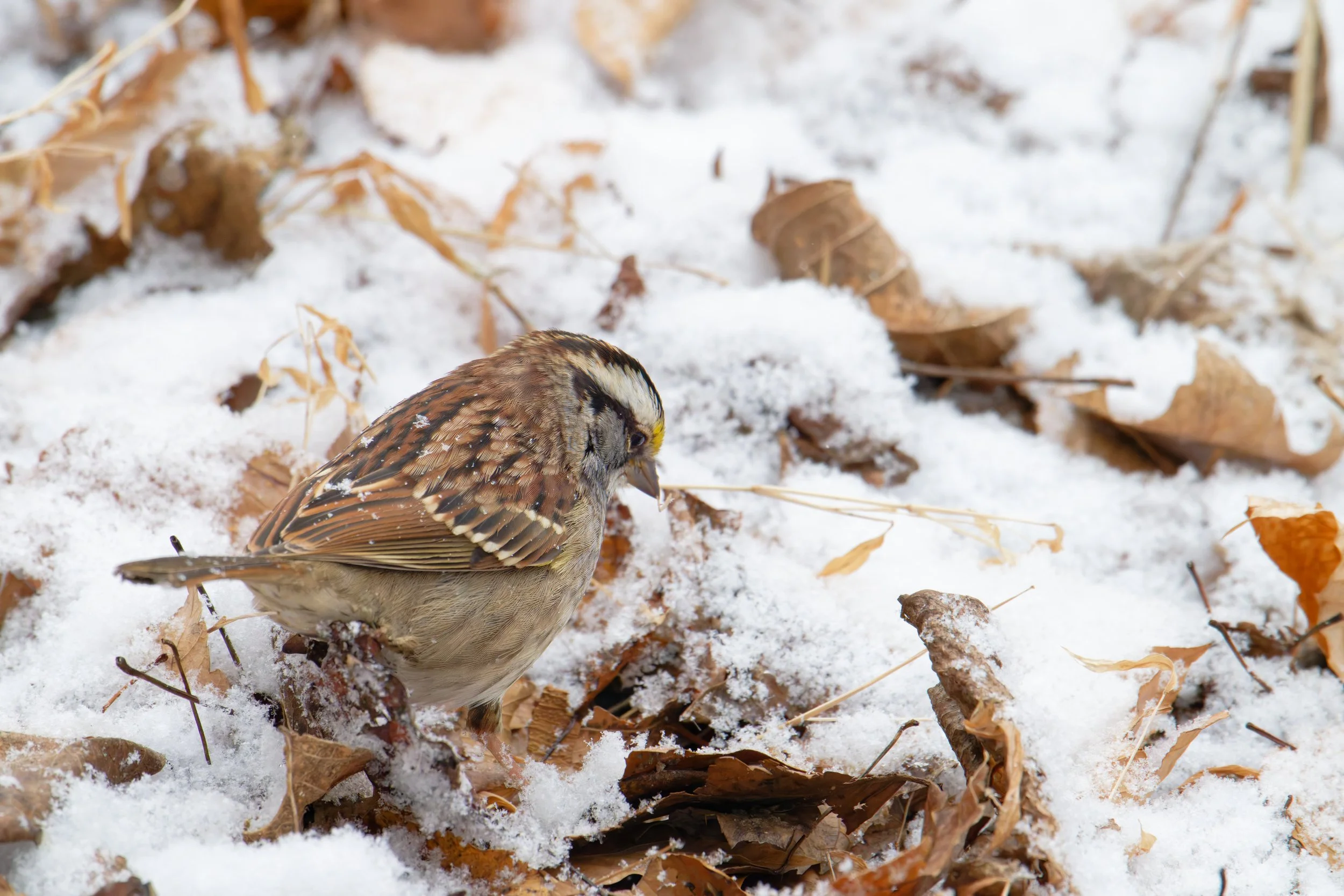 white-throated sparrow