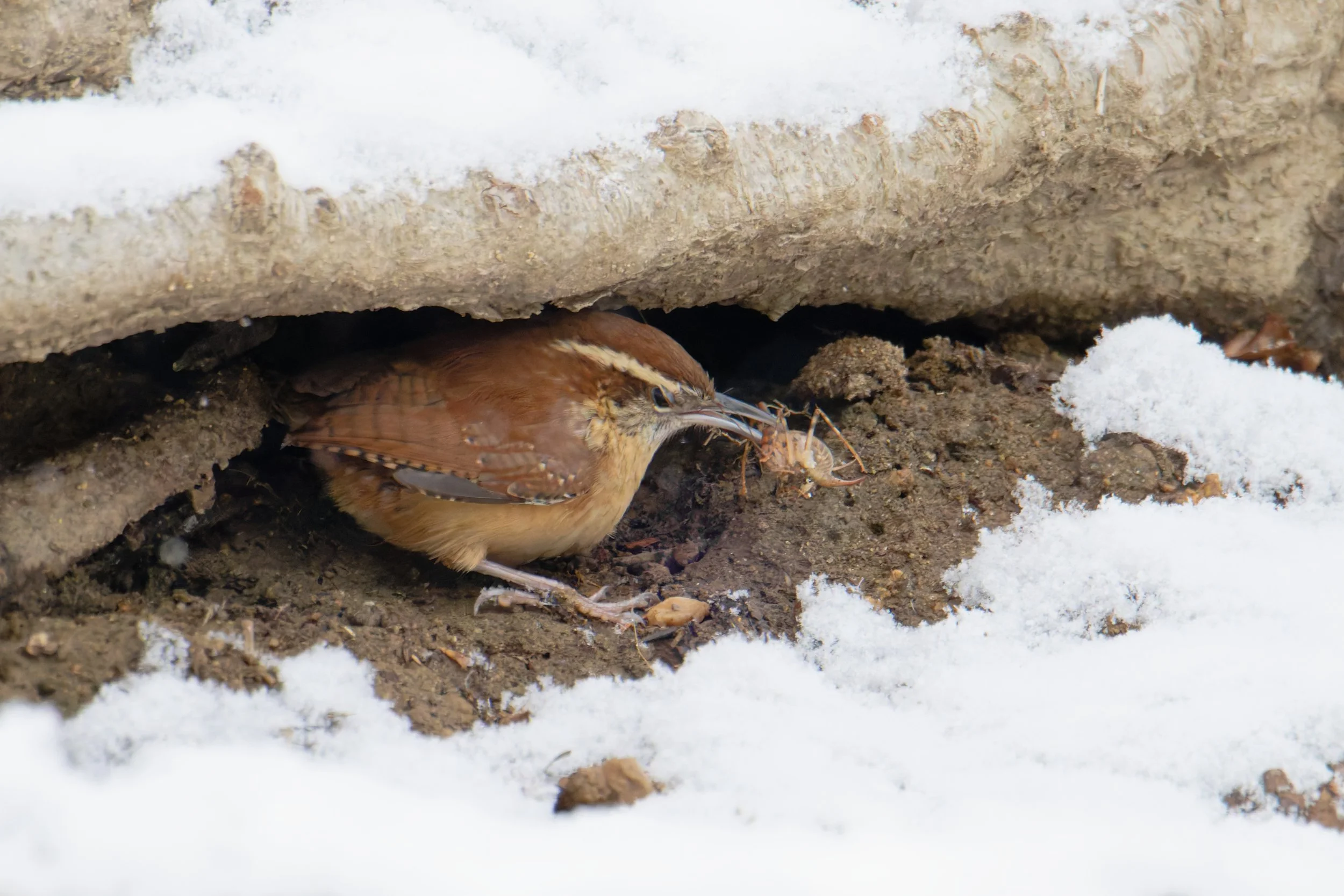 carolina wren, eating a camel cricket