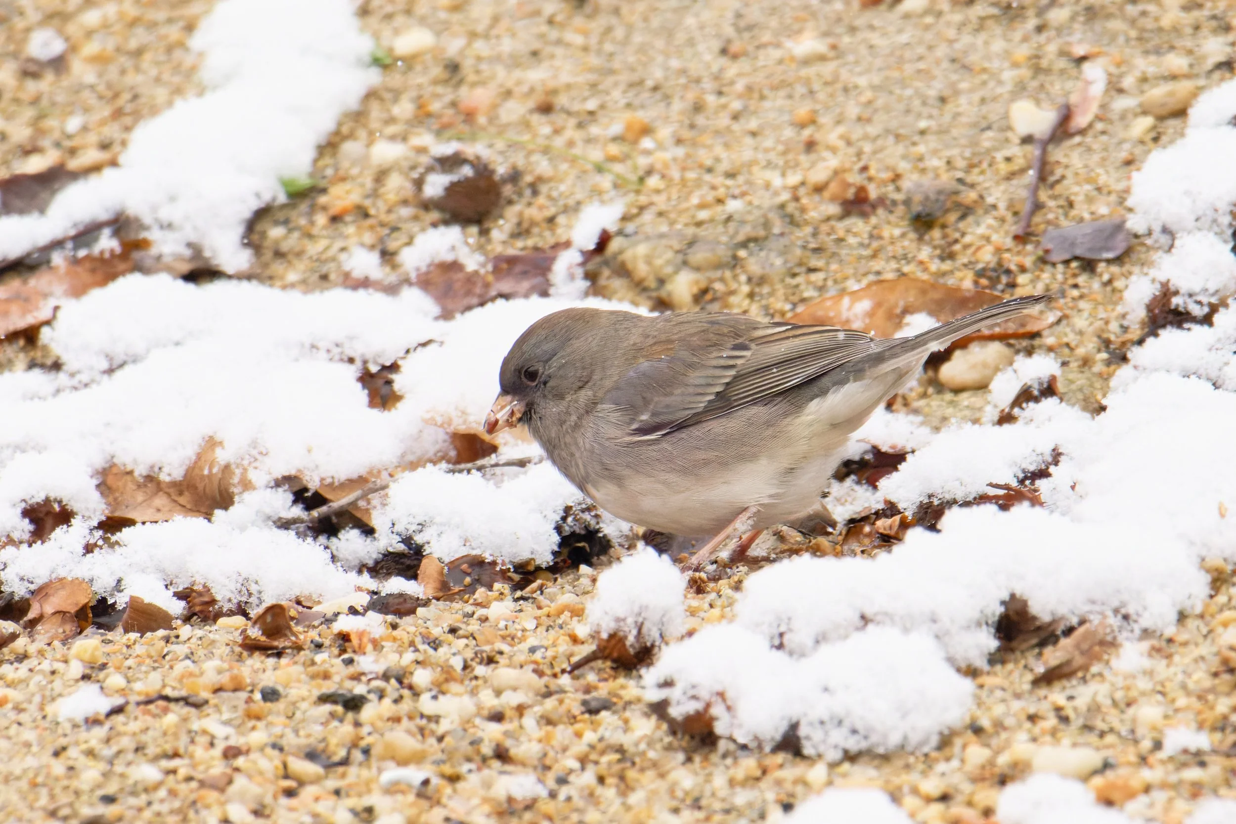 dark eyed junco