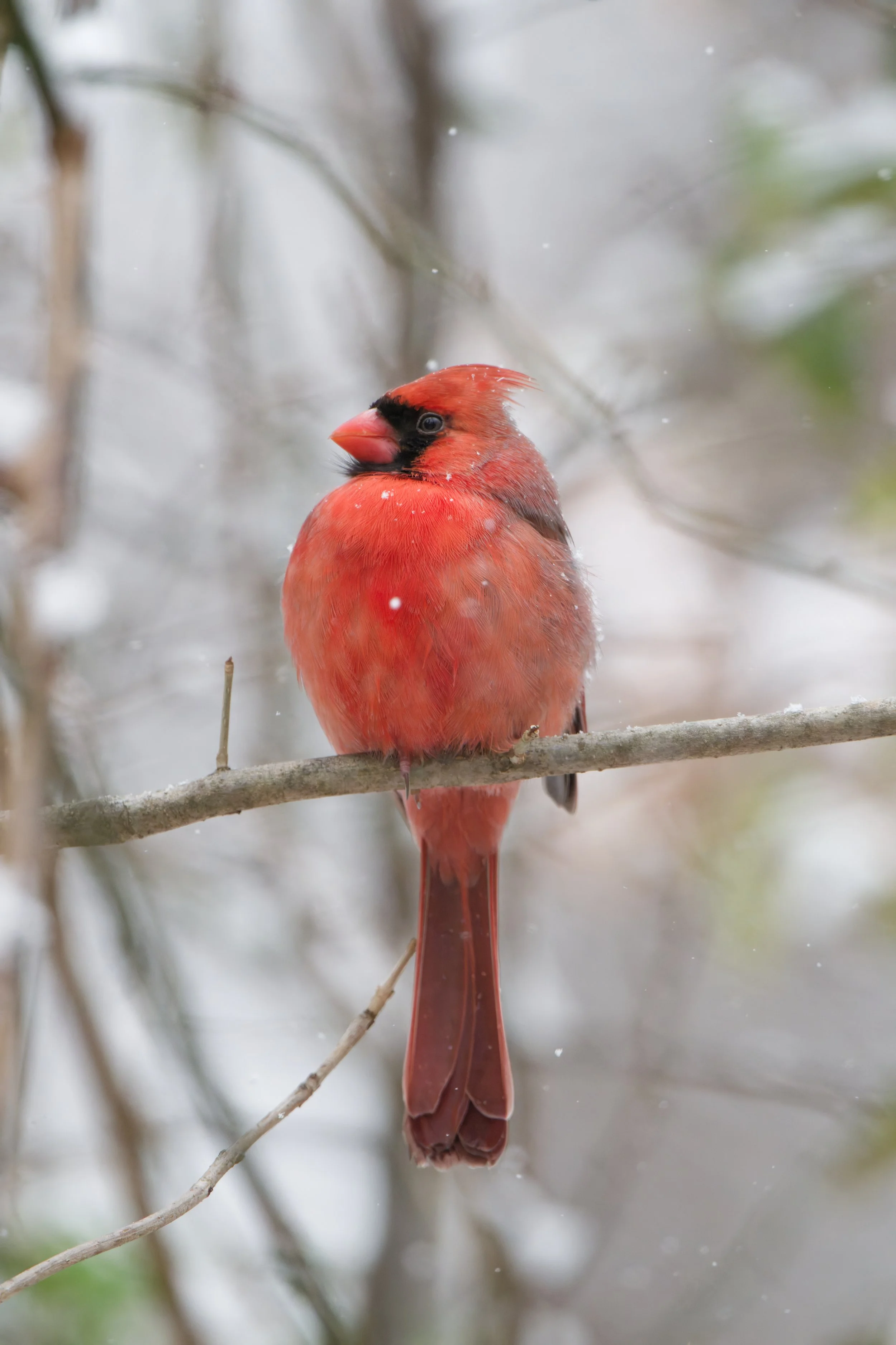 cardinal
