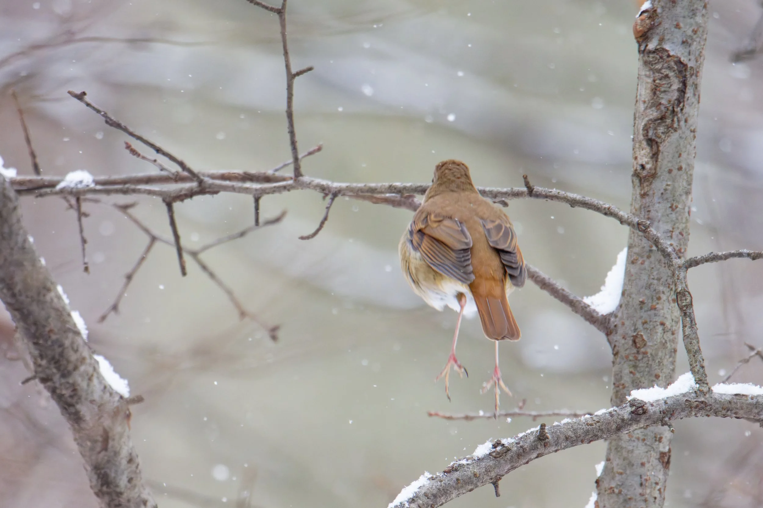 hermit thrush