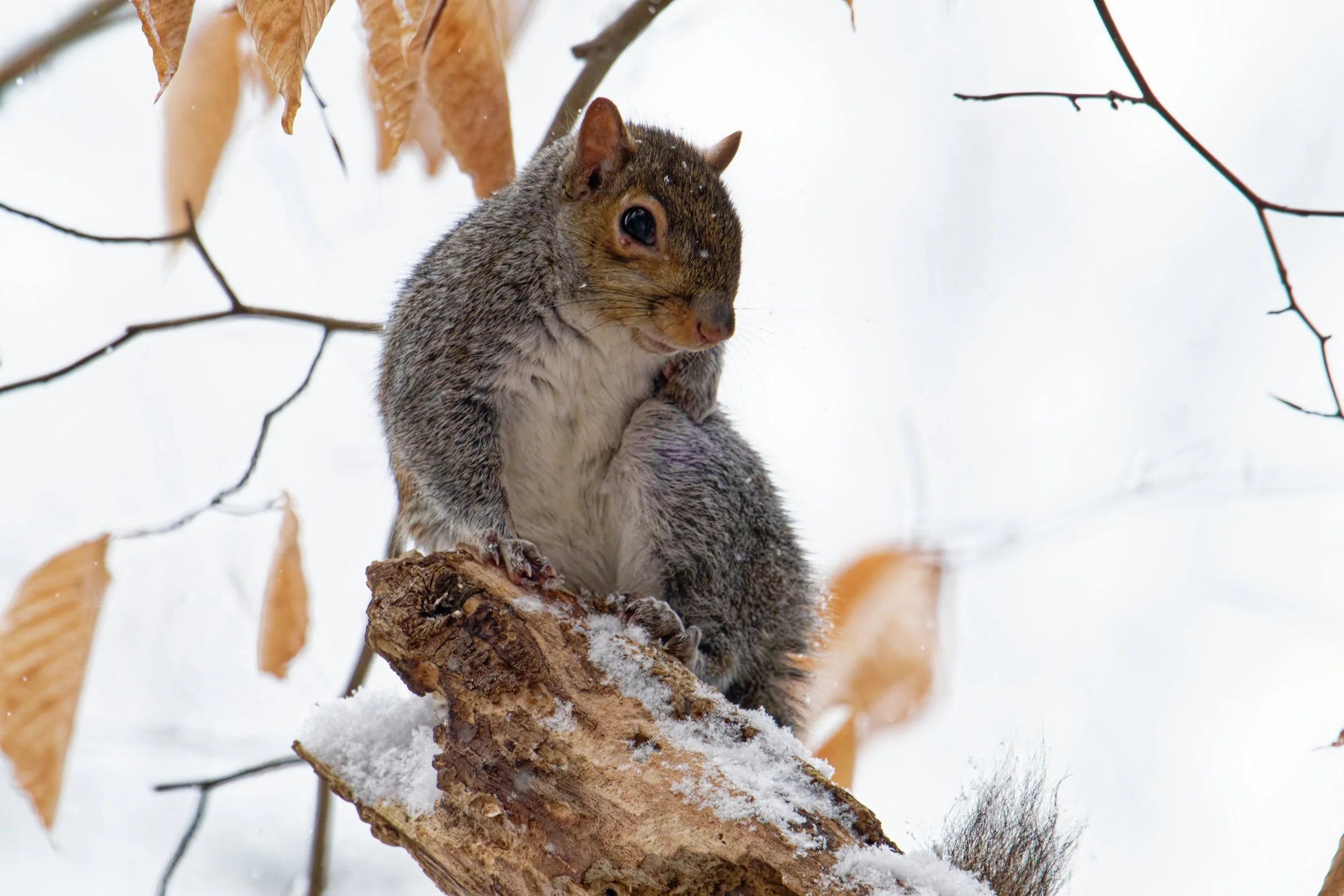 gray squirrel