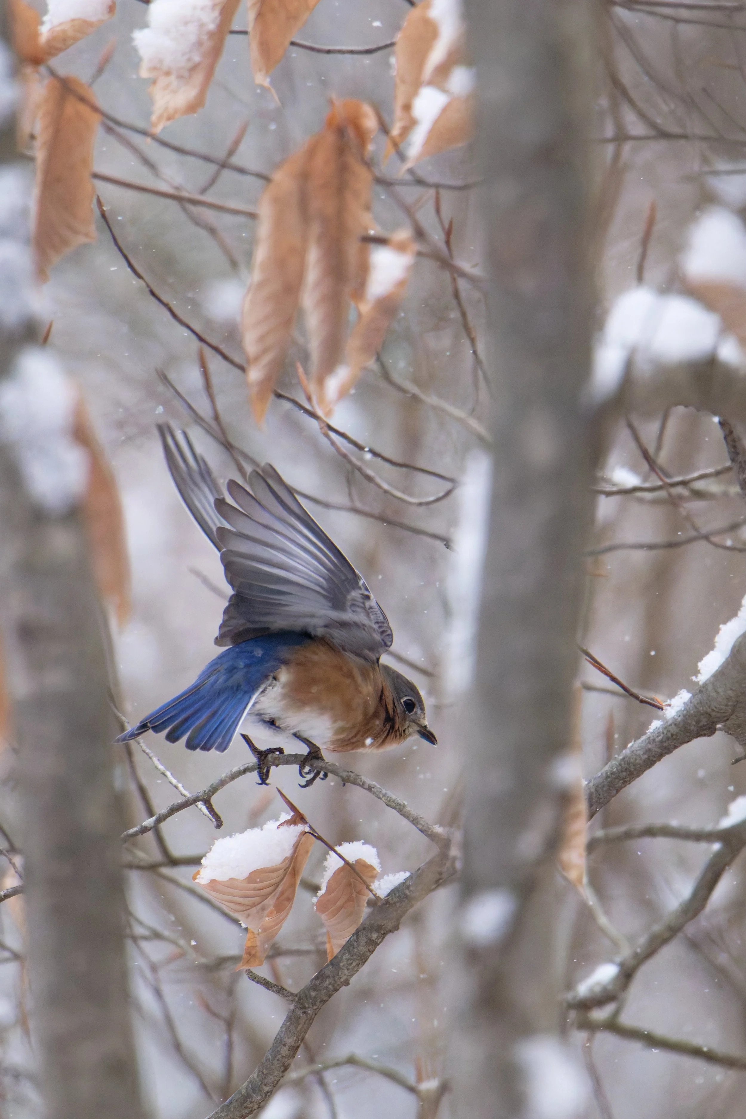 eastern bluebird