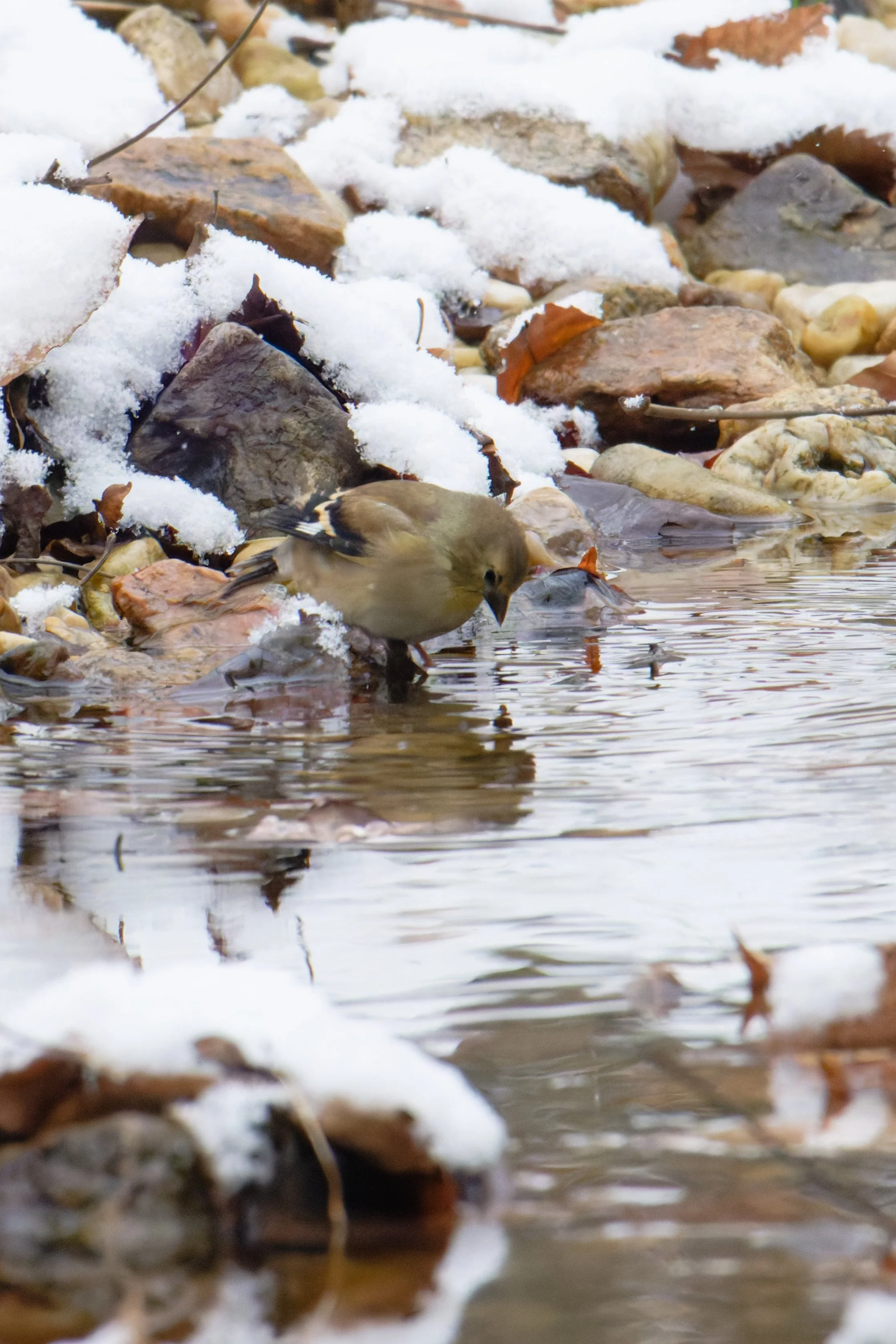 american goldfinch