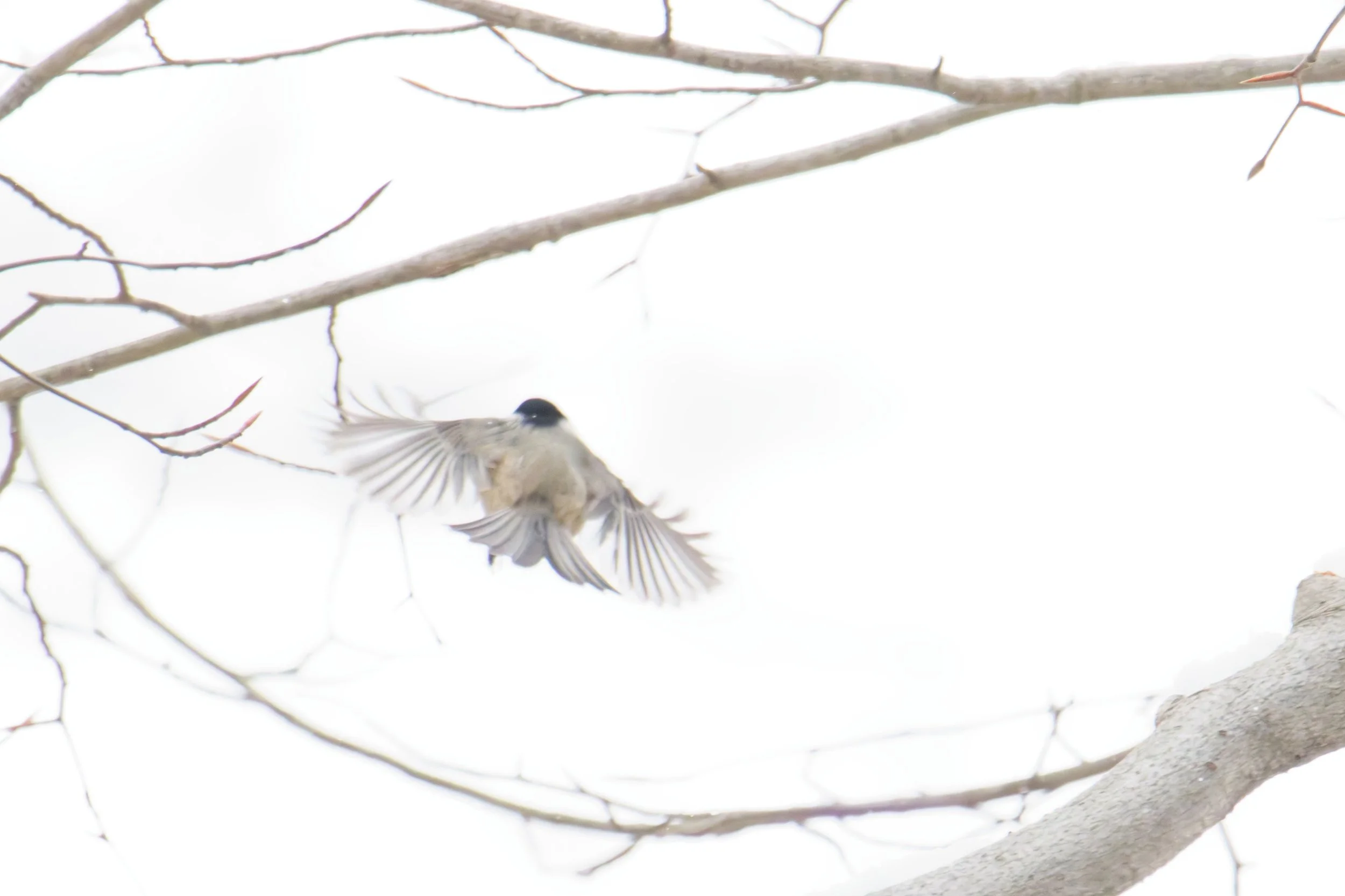 carolina chickadee