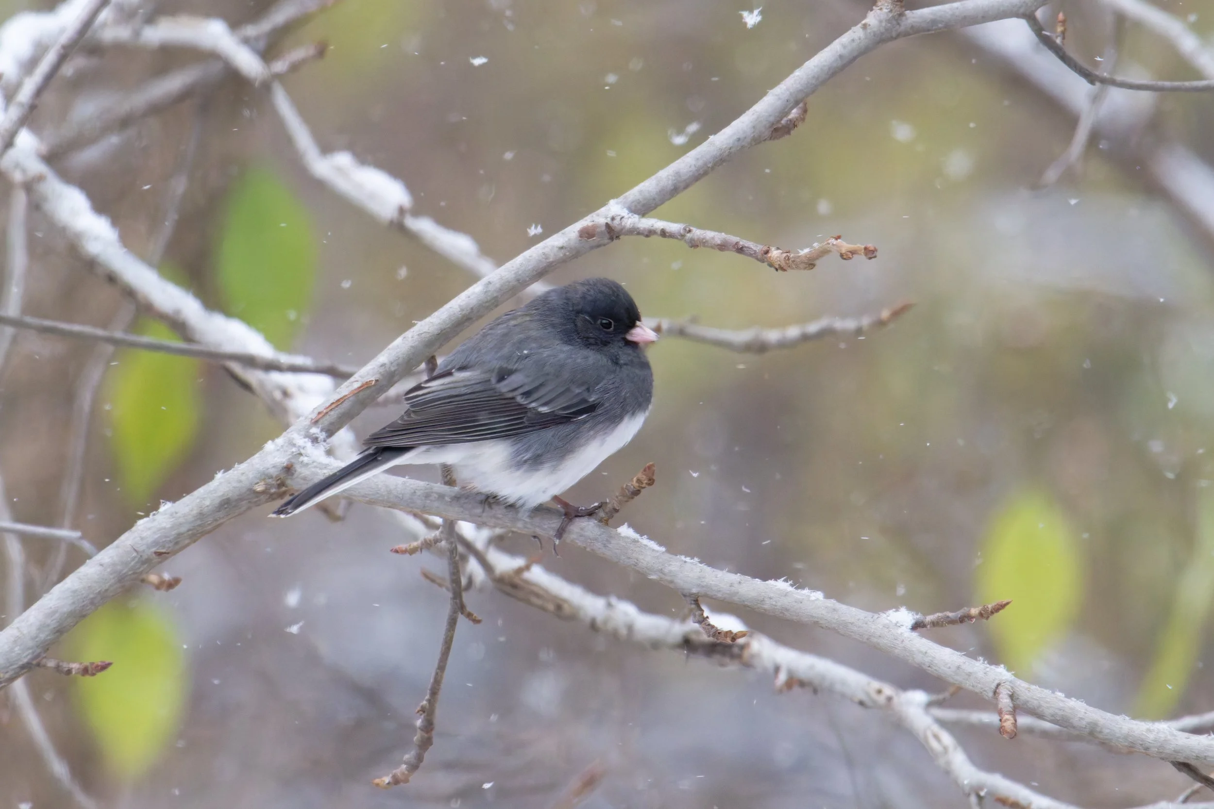dark eyed junco