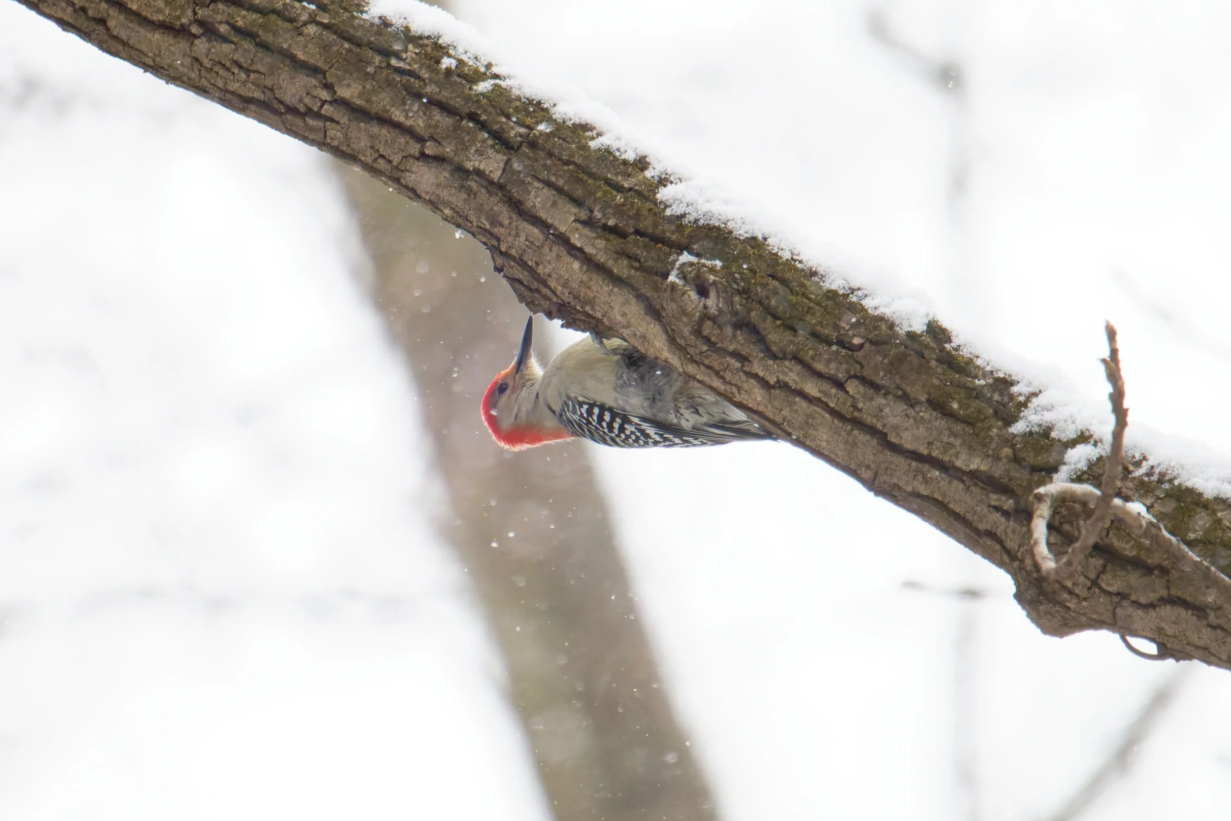 red-bellied woodpecker