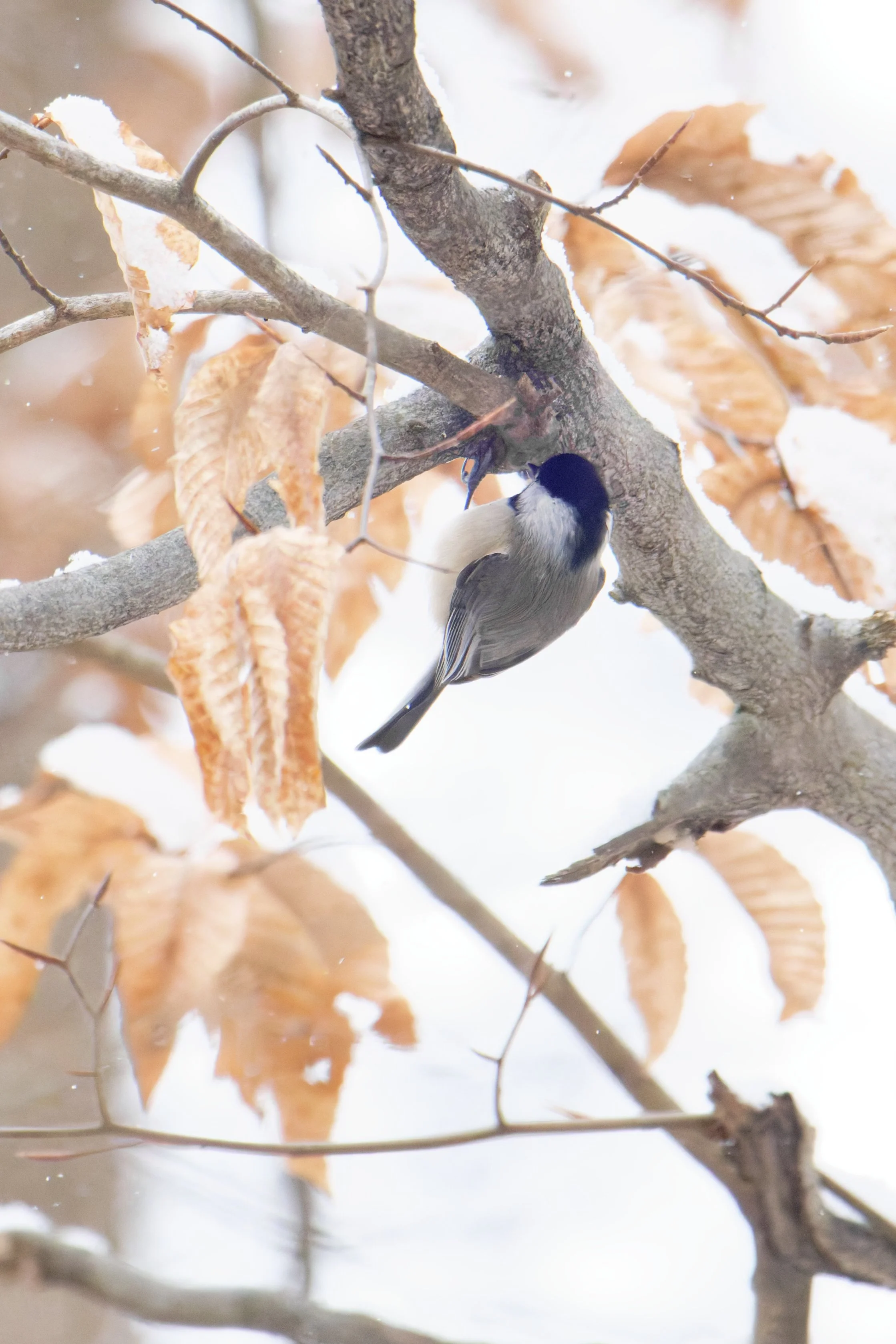 carolina chickadee