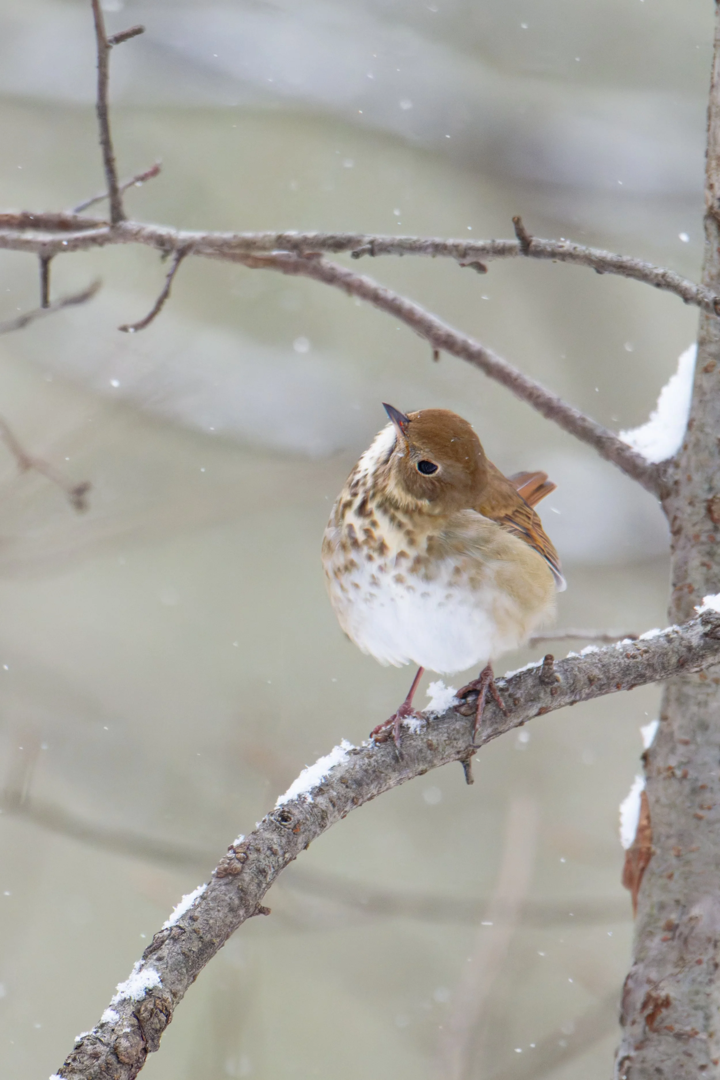 hermit thrush