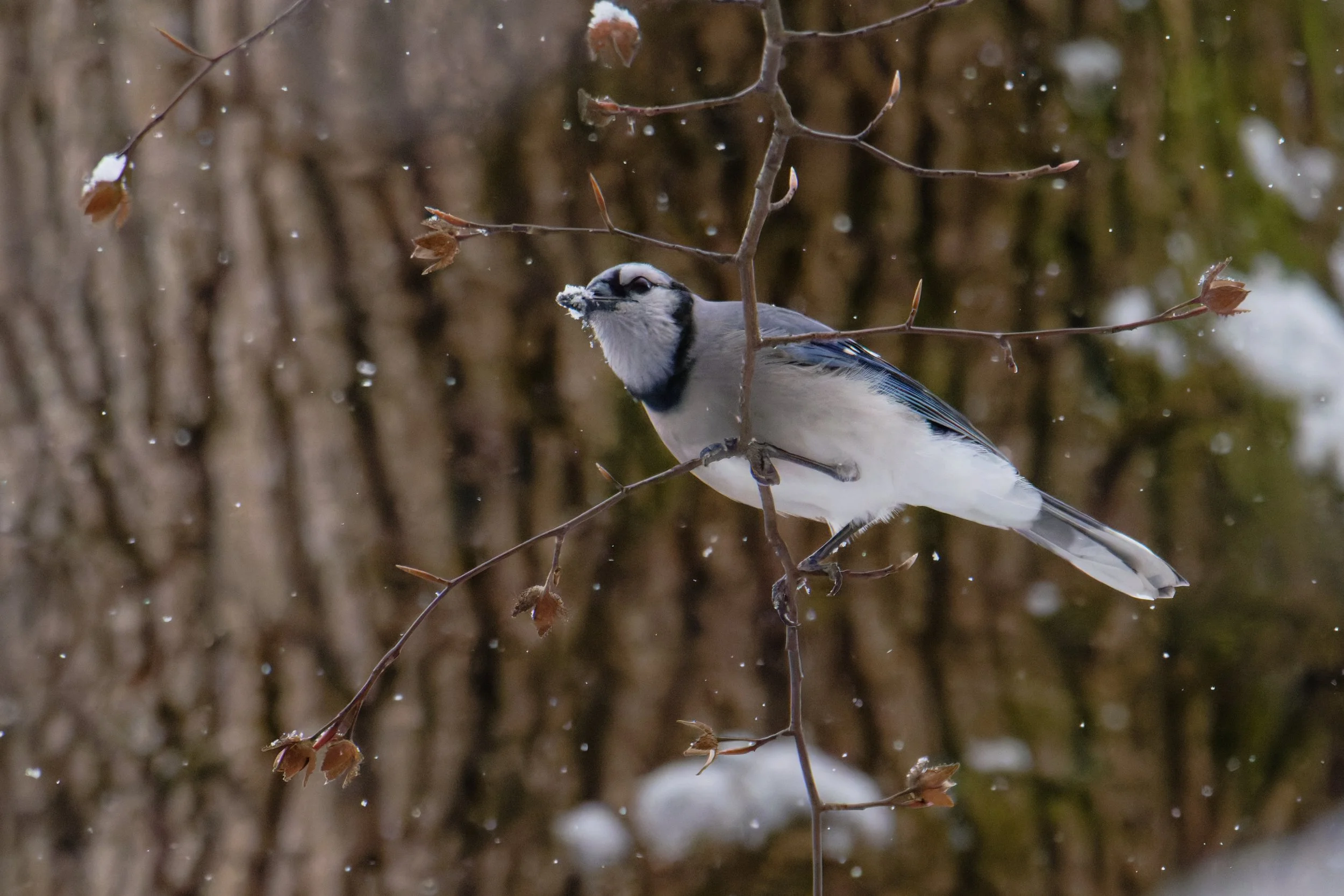 blue jay
