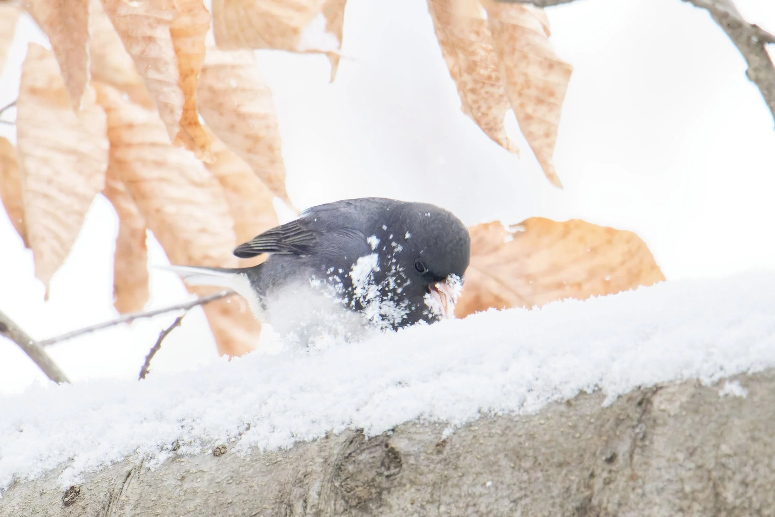 dark eyed junco