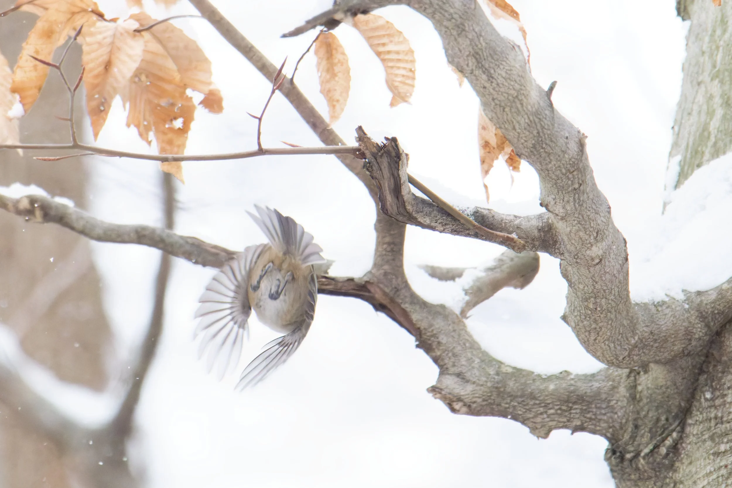 carolina chickadee