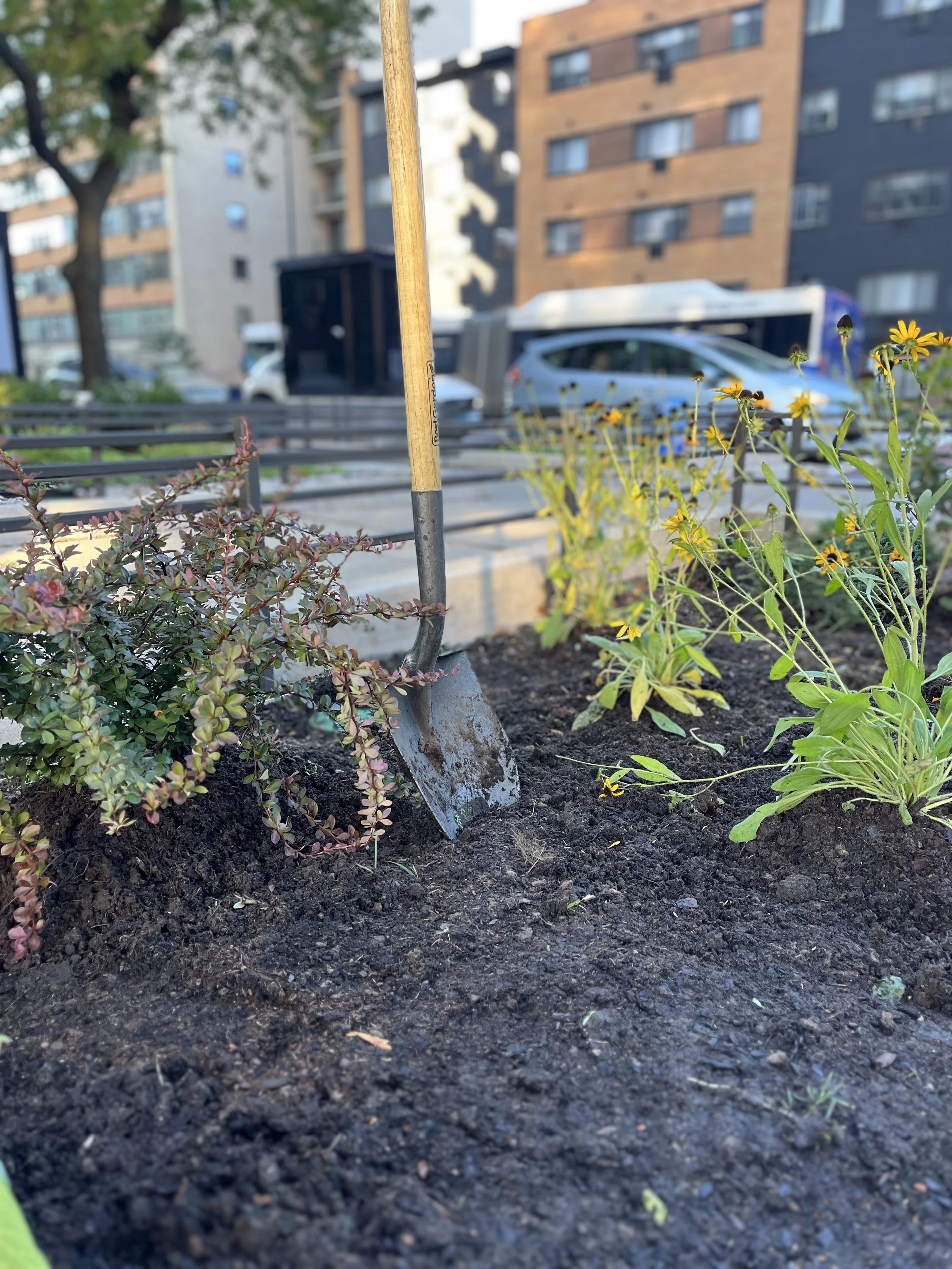 Garden bed with soil, plants, and a small shovel in an urban setting with buildings and cars in the background.