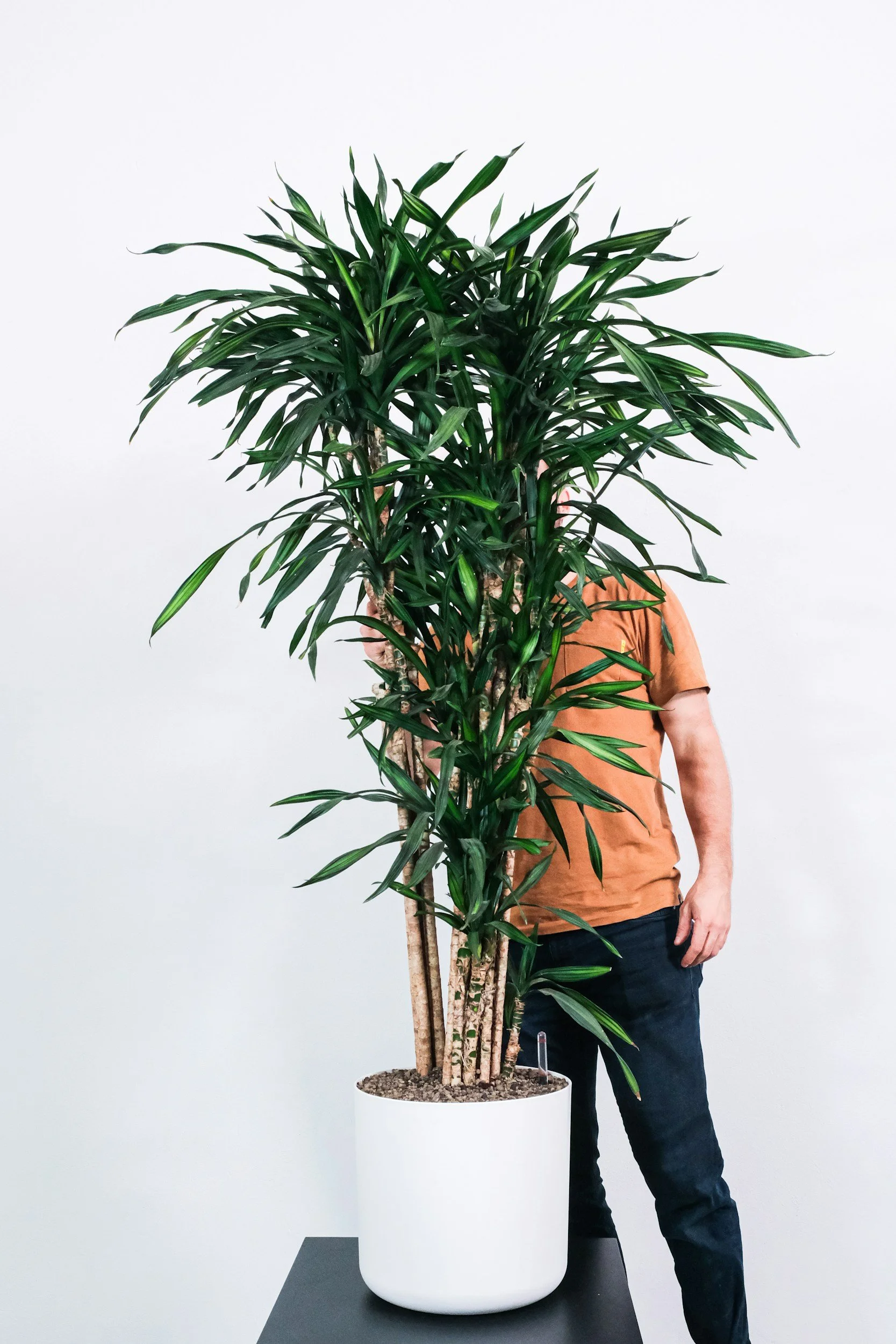 Dracaena
