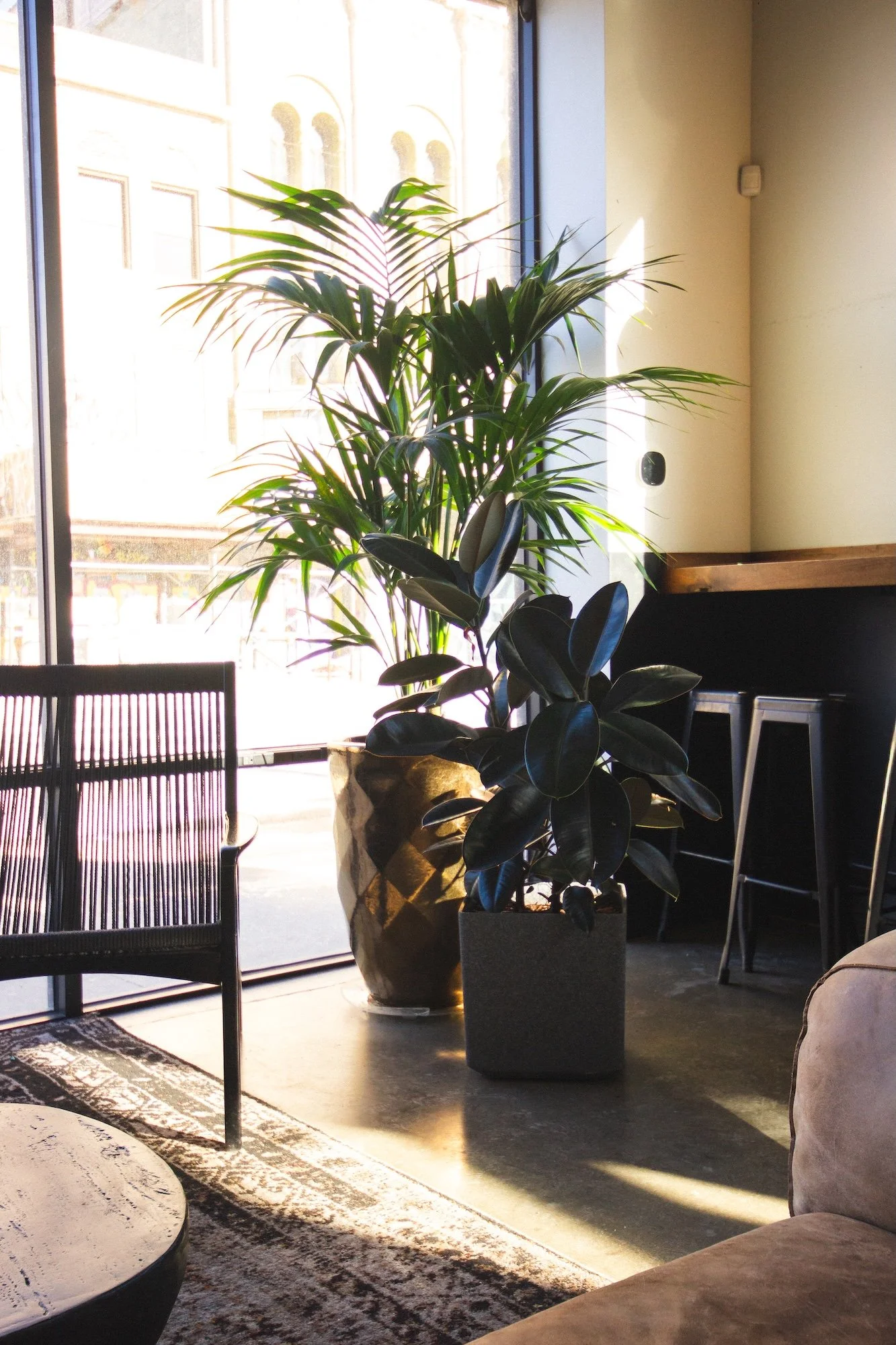 Indoor image of two potted plants near a large window with sunlight. One plant has large dark green leaves, the other has long, slender light green leaves. Part of a chair, a carpet, and a couch are also visible.
