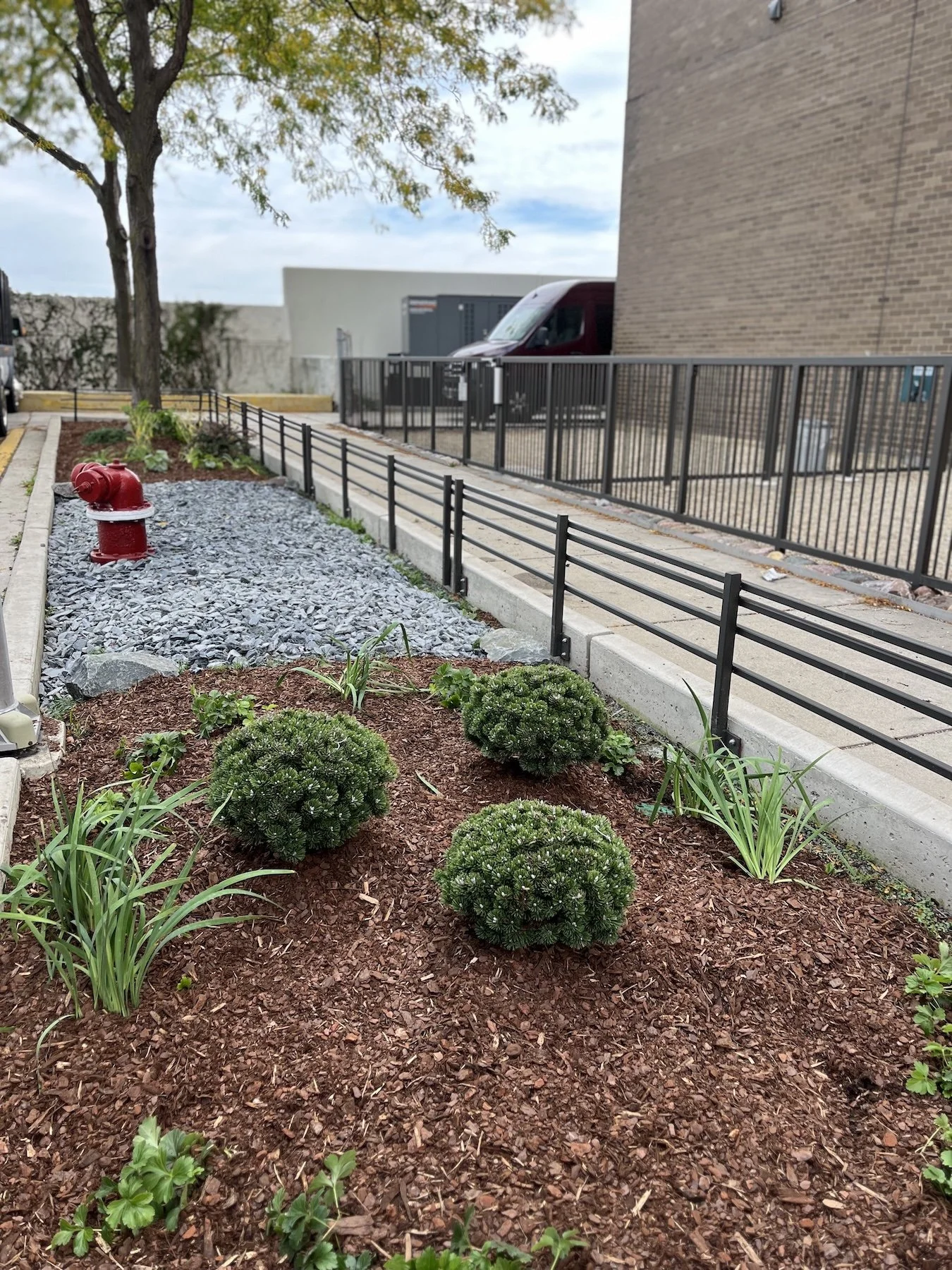 A landscaped area with three small, round green bushes, likely evergreen, surrounded by mulch and some grass plants. To the left, there is a red fire hydrant, and in the background, there are trees, a building, parked trucks, and a sidewalk with a me