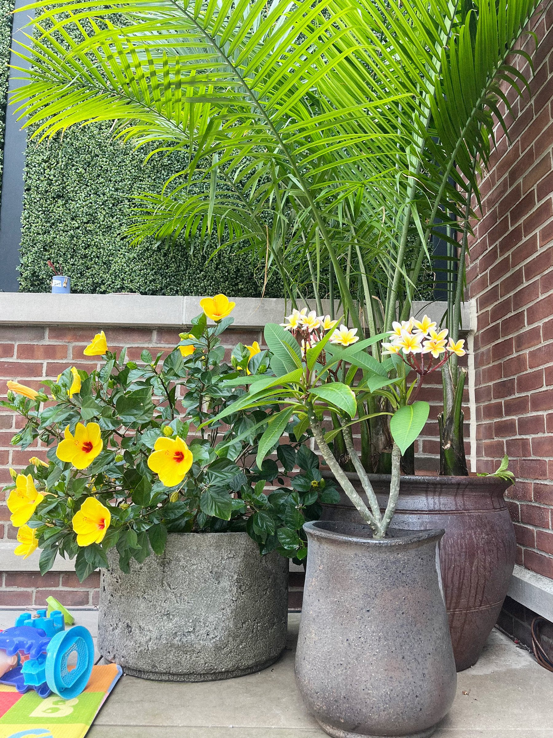 Two large flower pots with blooming yellow and white flowers, placed on a concrete patio against a brick wall with a green hedge and palm plant in the background.