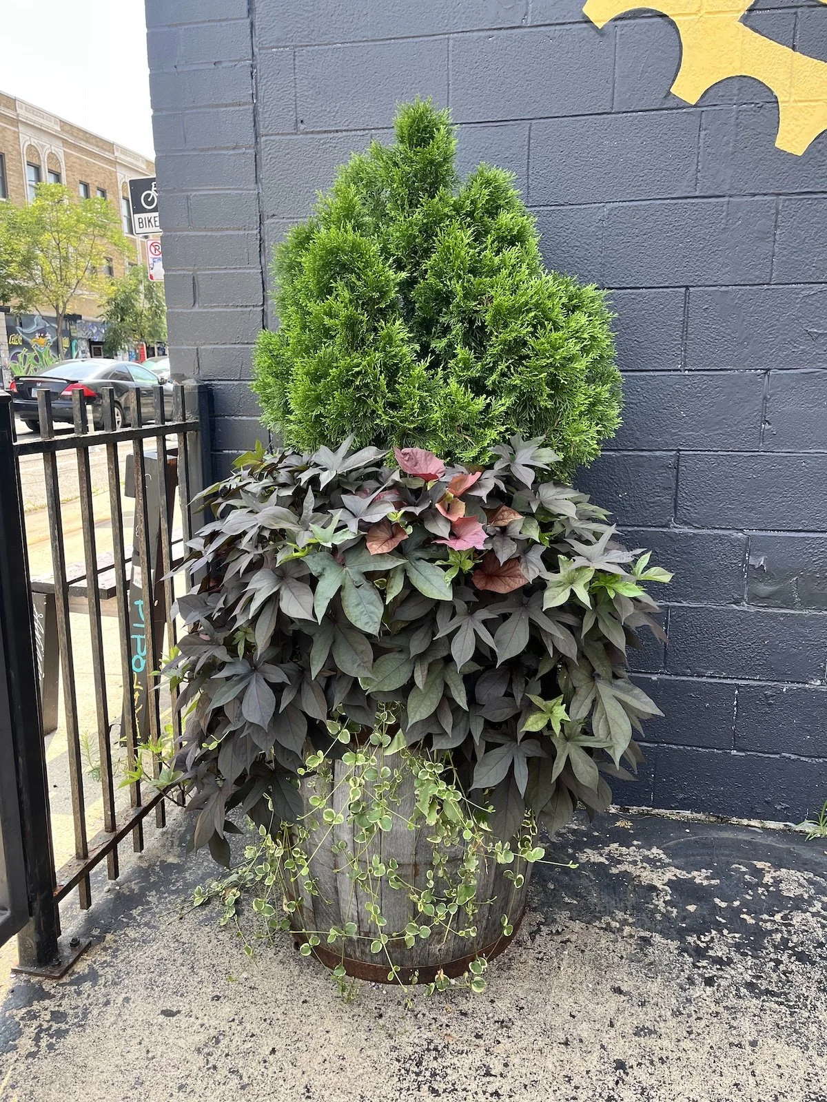Potted plant arrangement with a tall green bush on top, dark purple leafy plant below, and trailing green vine at the bottom, placed against a dark gray painted brick wall outside.
