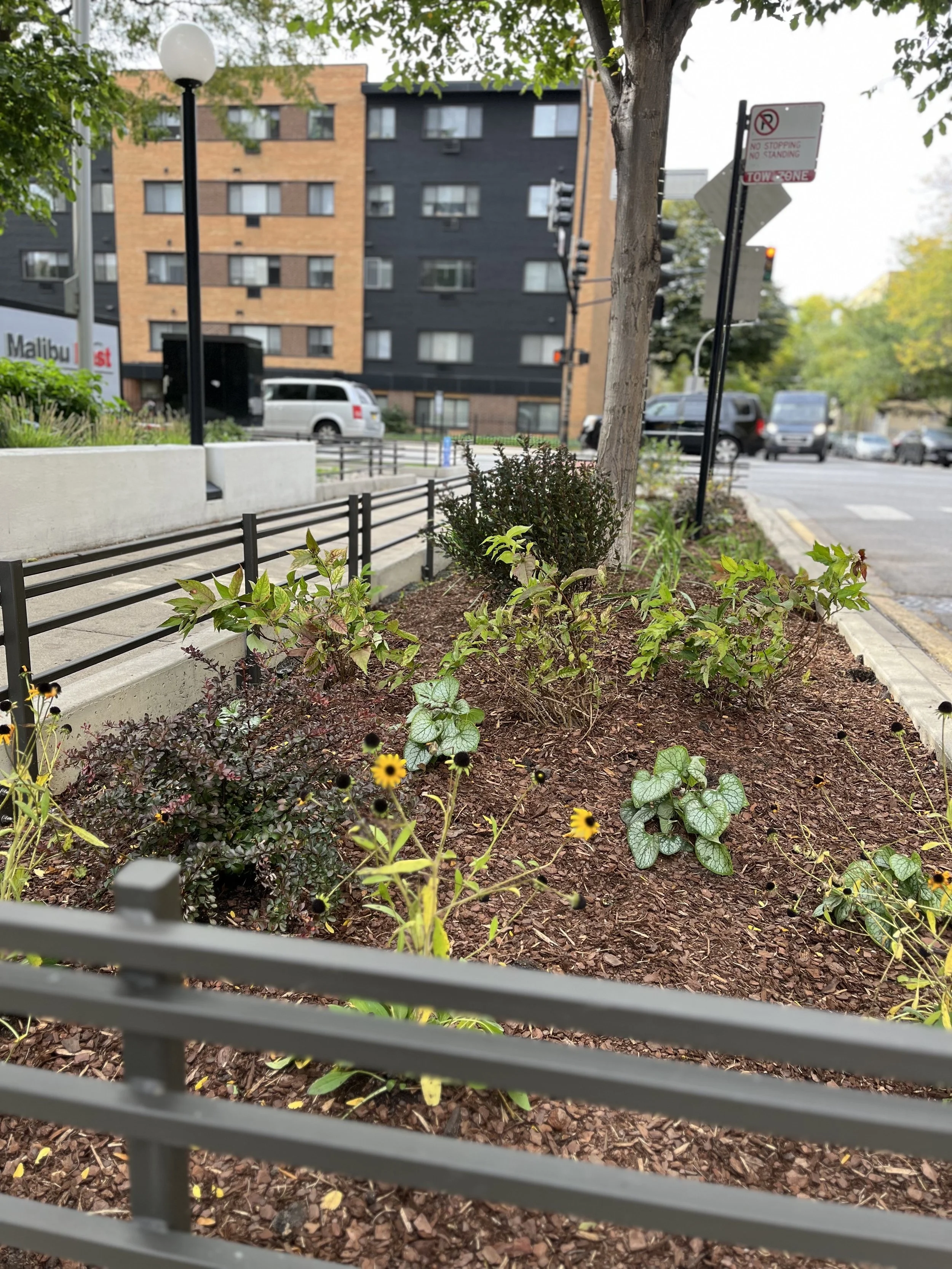 City sidewalk garden with small plants and flowers, surrounded by a black metal fence, with a street, cars, and multi-story buildings in the background.