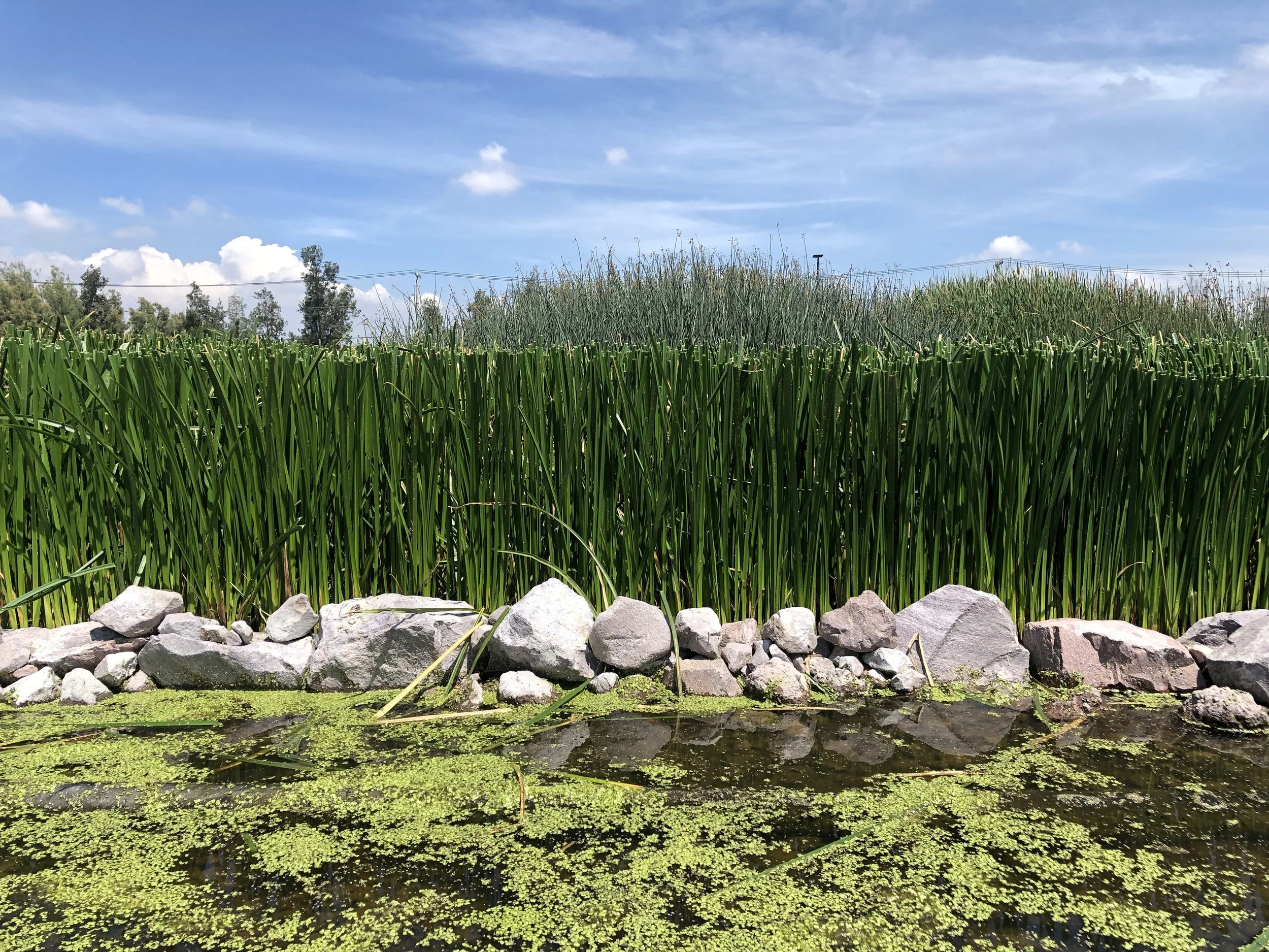 IMG_7910 vivero 6.jpg