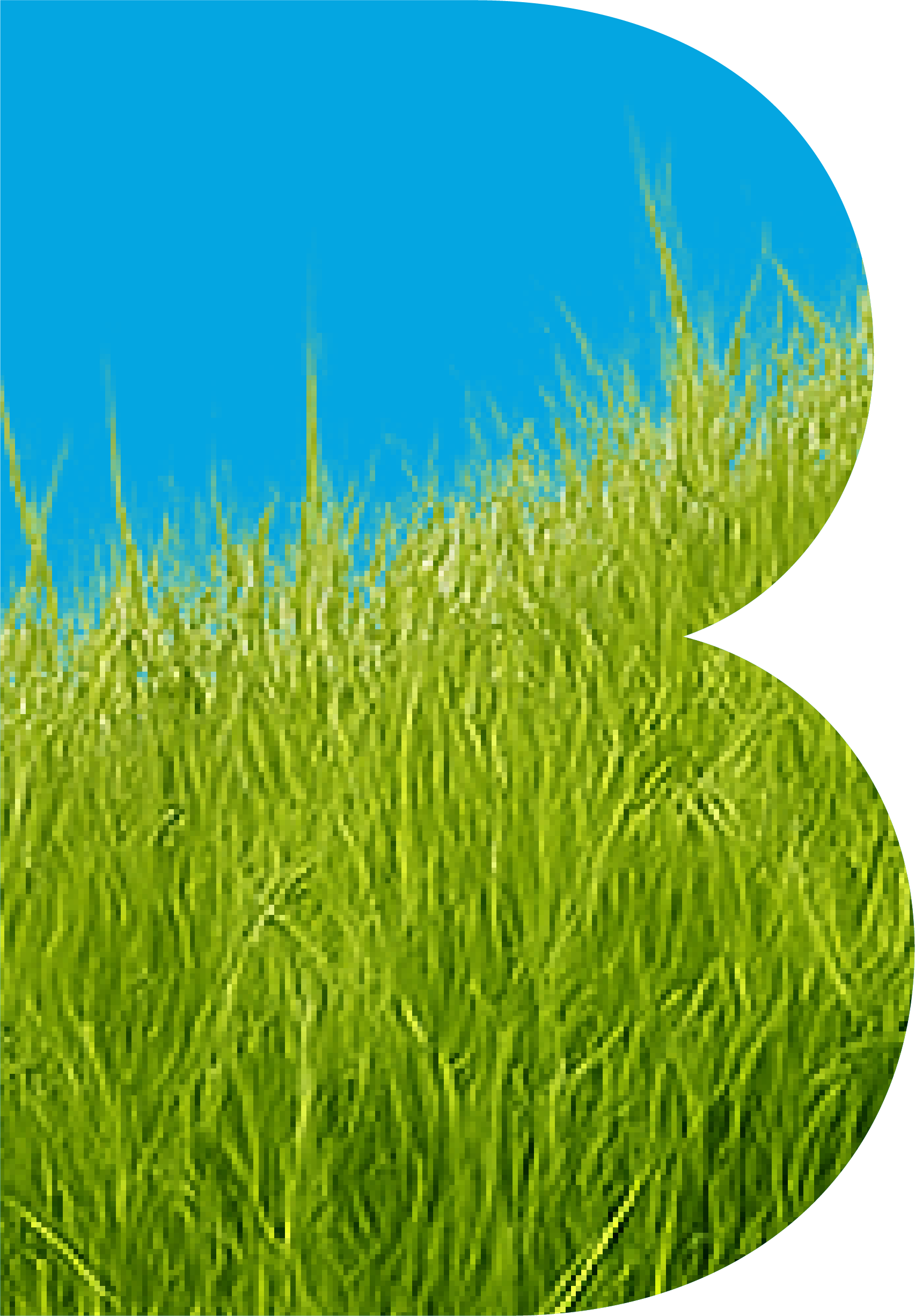 Close-up of green grass with a blue sky background.