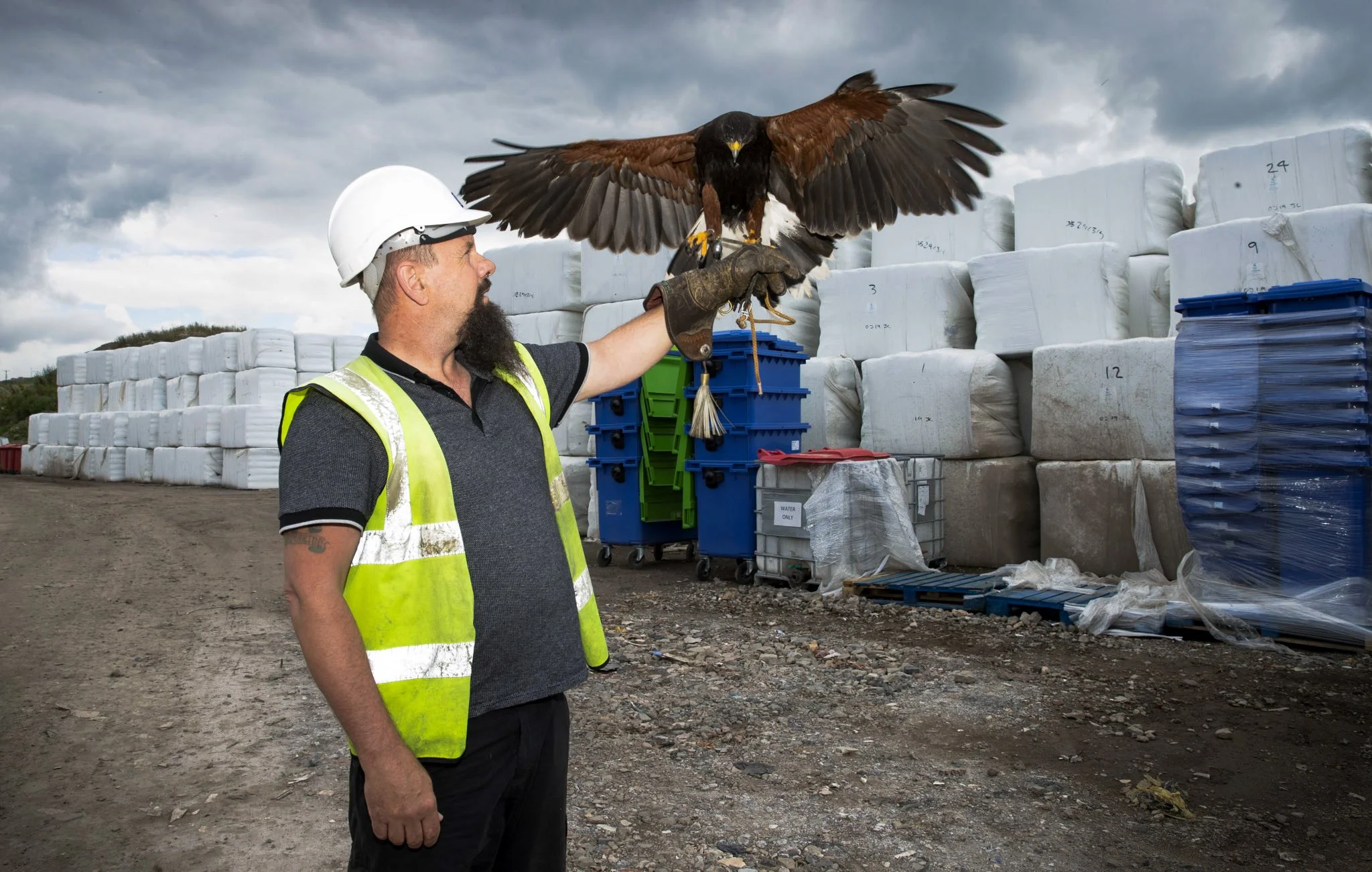 Feathered friend - Fending off seagull scourge