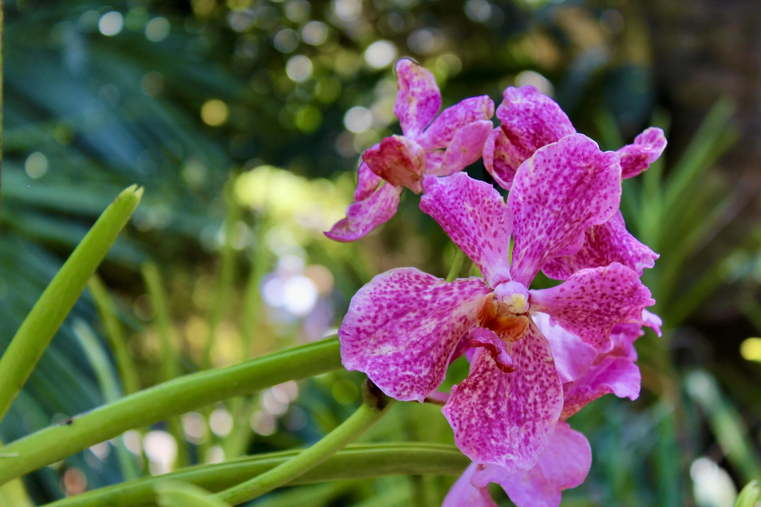 Pink Orchid