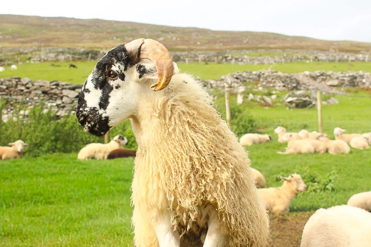 Irish sheep in a find