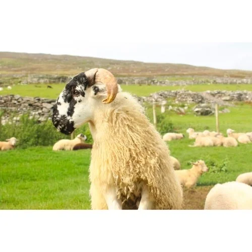 Irish Sheep.jpg